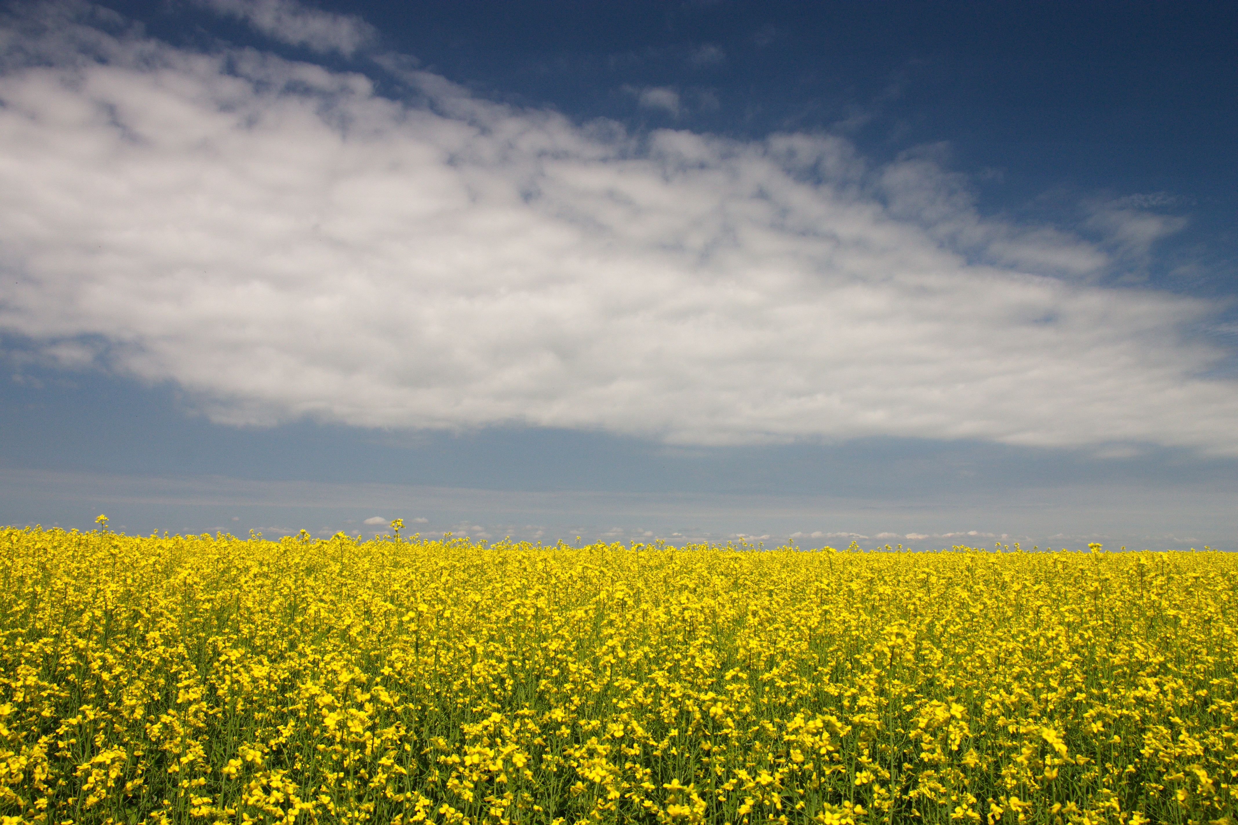Download mobile wallpaper Earth, Yellow Flower, Rapeseed for free.