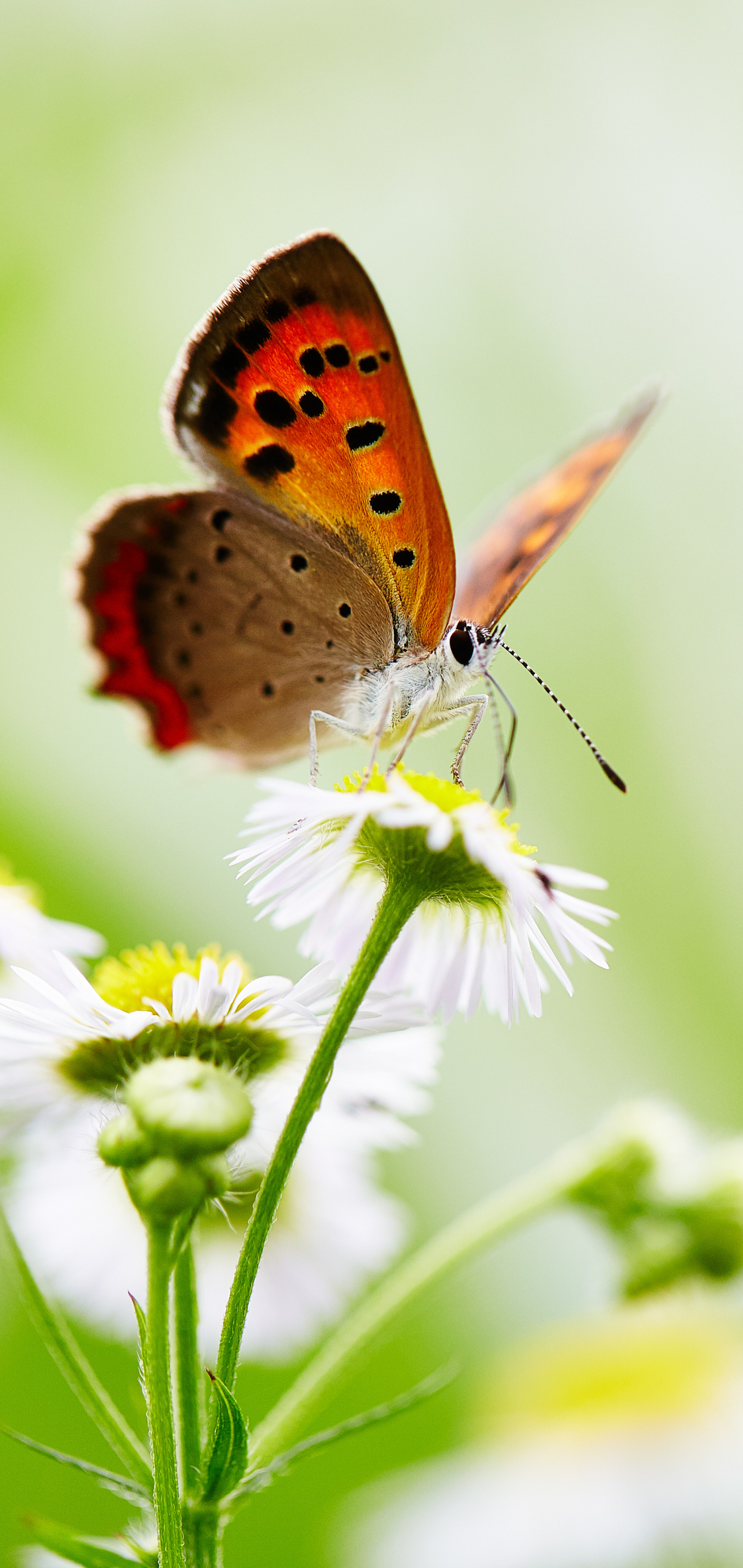 Descarga gratuita de fondo de pantalla para móvil de Animales, Flor, Macro, Insecto, Mariposa, Flor Blanca, Macrofotografía.