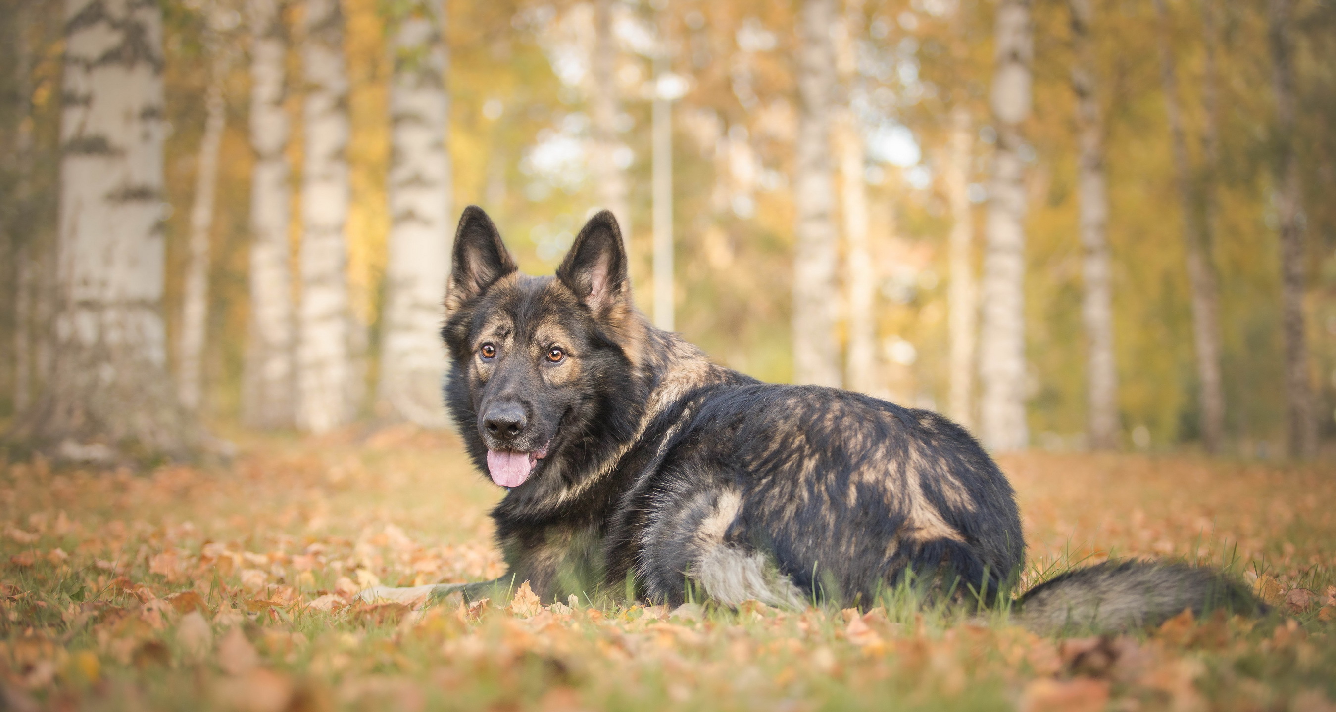 Download mobile wallpaper Dogs, Dog, Animal, German Shepherd, Depth Of Field for free.