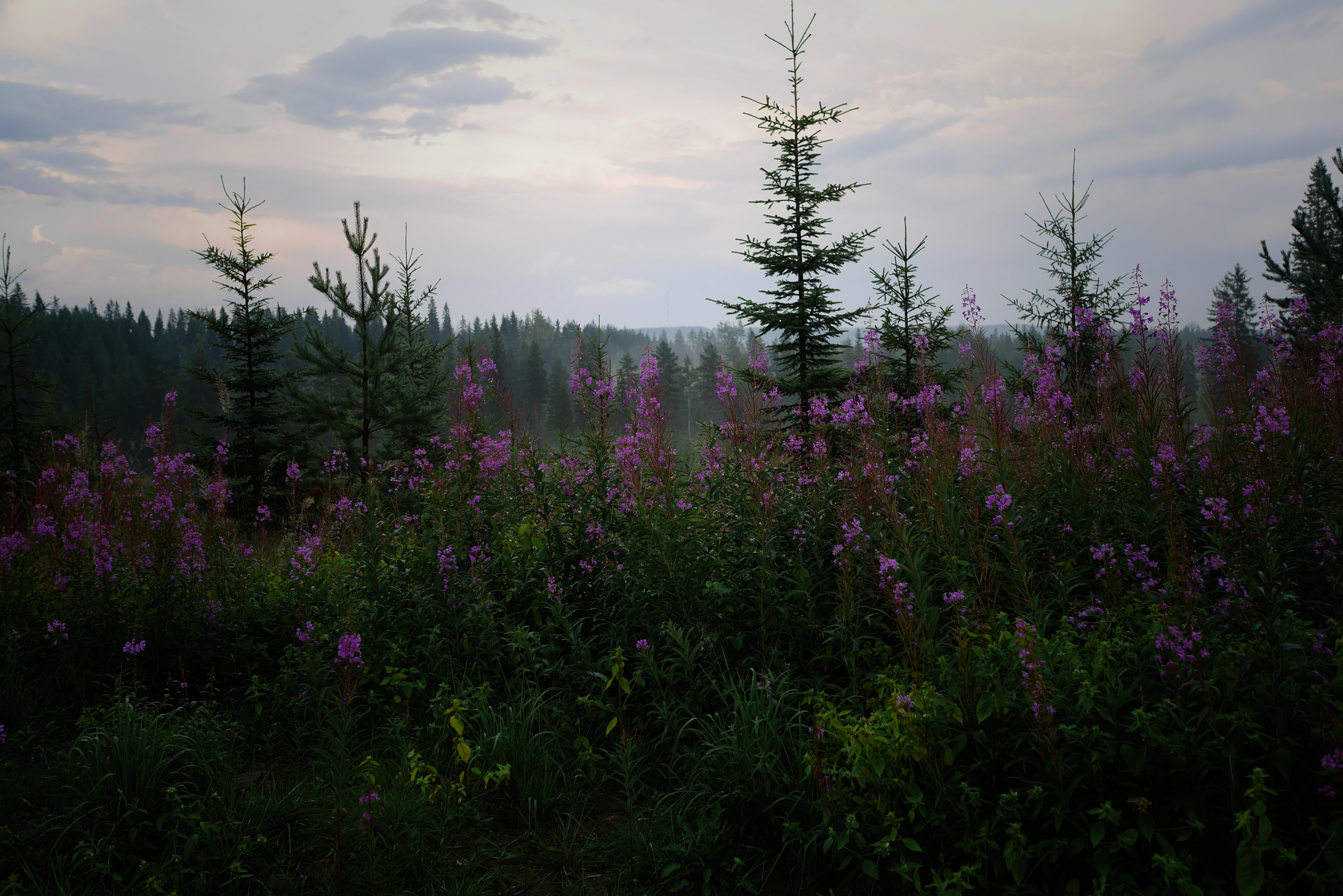 Free download wallpaper Fir, Spruce, Trees, Nature, Flowers, Forest on your PC desktop