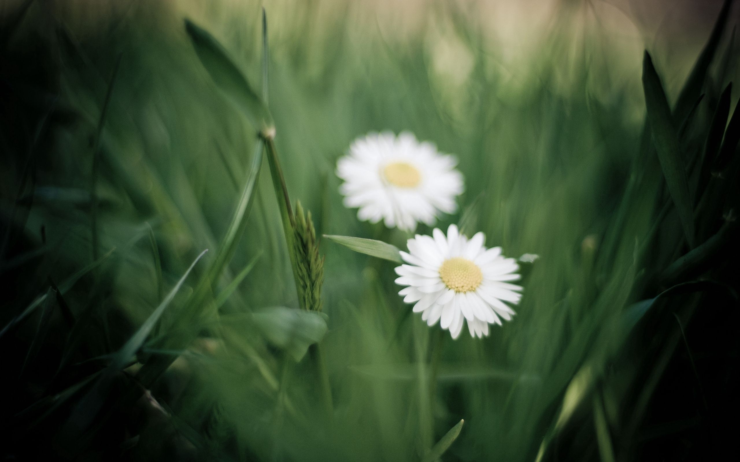 Download mobile wallpaper Nature, Greens, Camomile, Flowers for free.