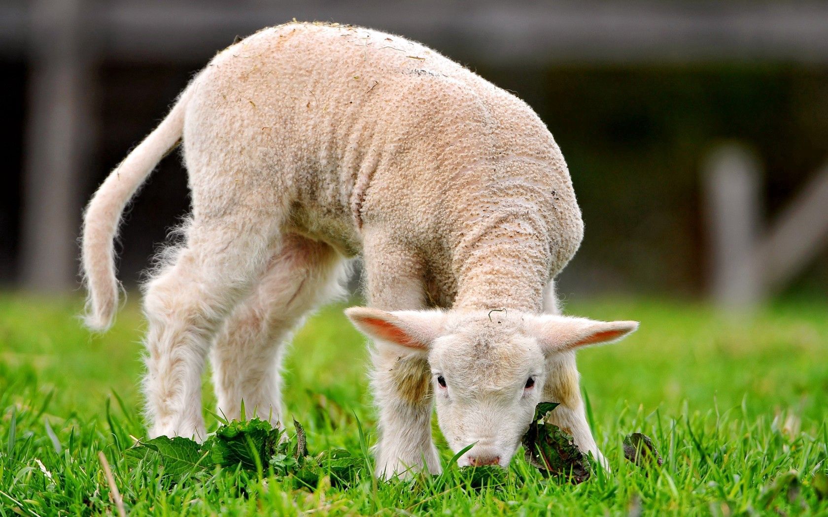 125584 скачать обои овца, животные, трава, зелёная - заставки и картинки бесплатно