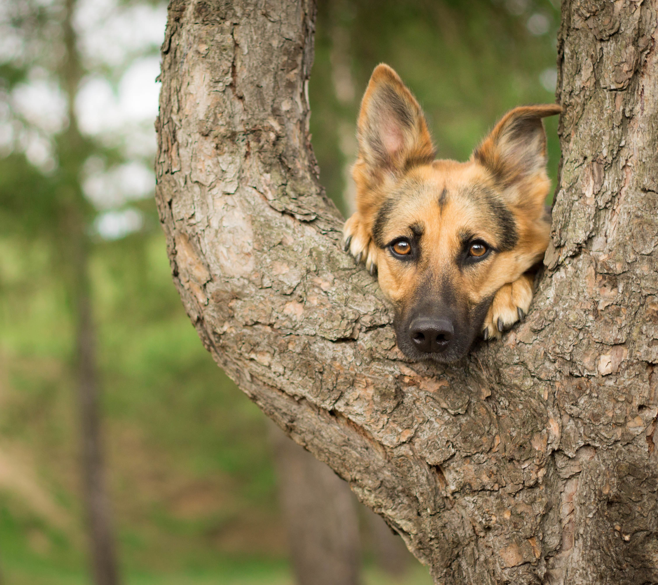 Download mobile wallpaper Dogs, Dog, Close Up, Animal, Bokeh, Cute, German Shepherd for free.