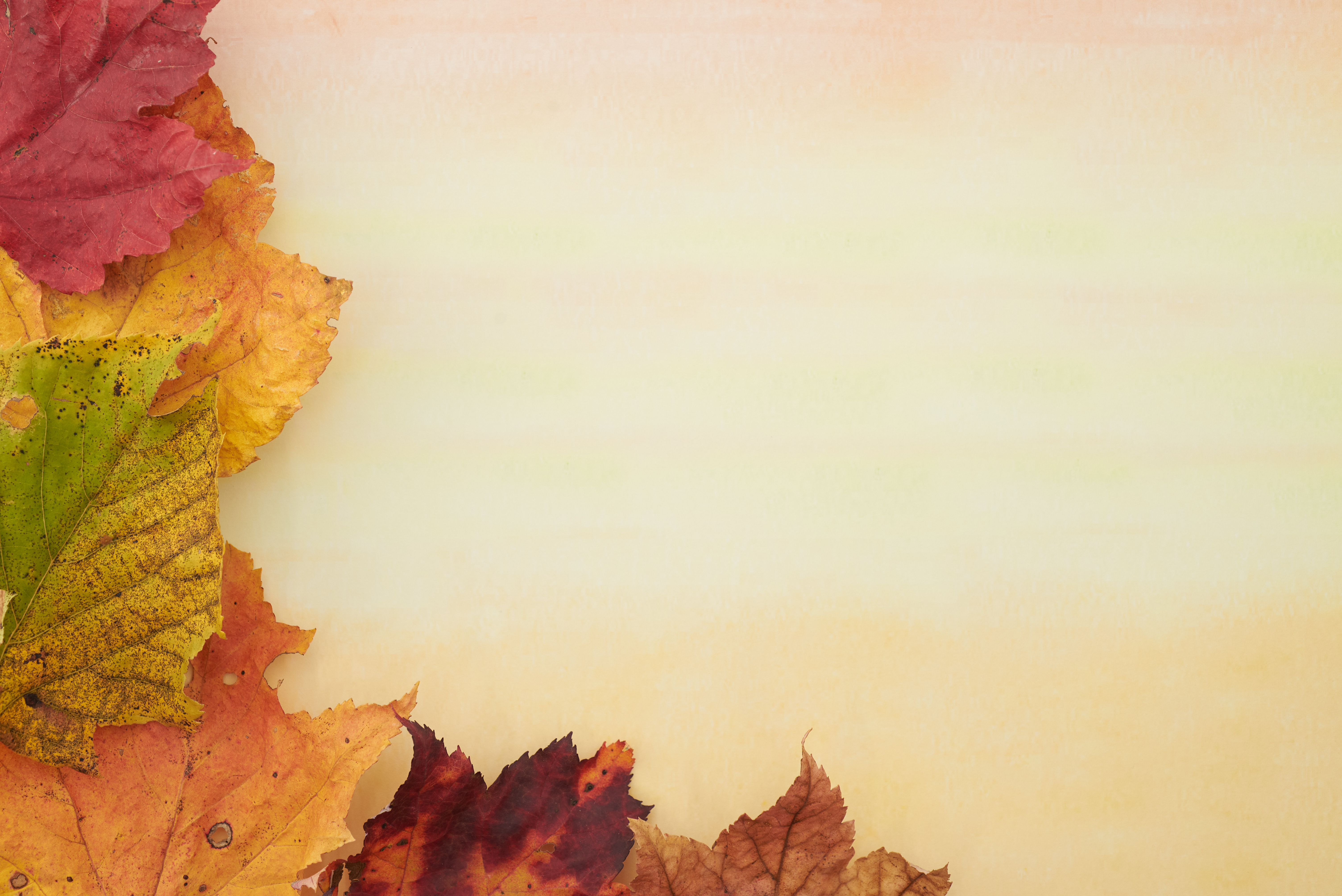 無料モバイル壁紙葉, 大きい, マクロ, 赤い, 黄色, 秋をダウンロードします。