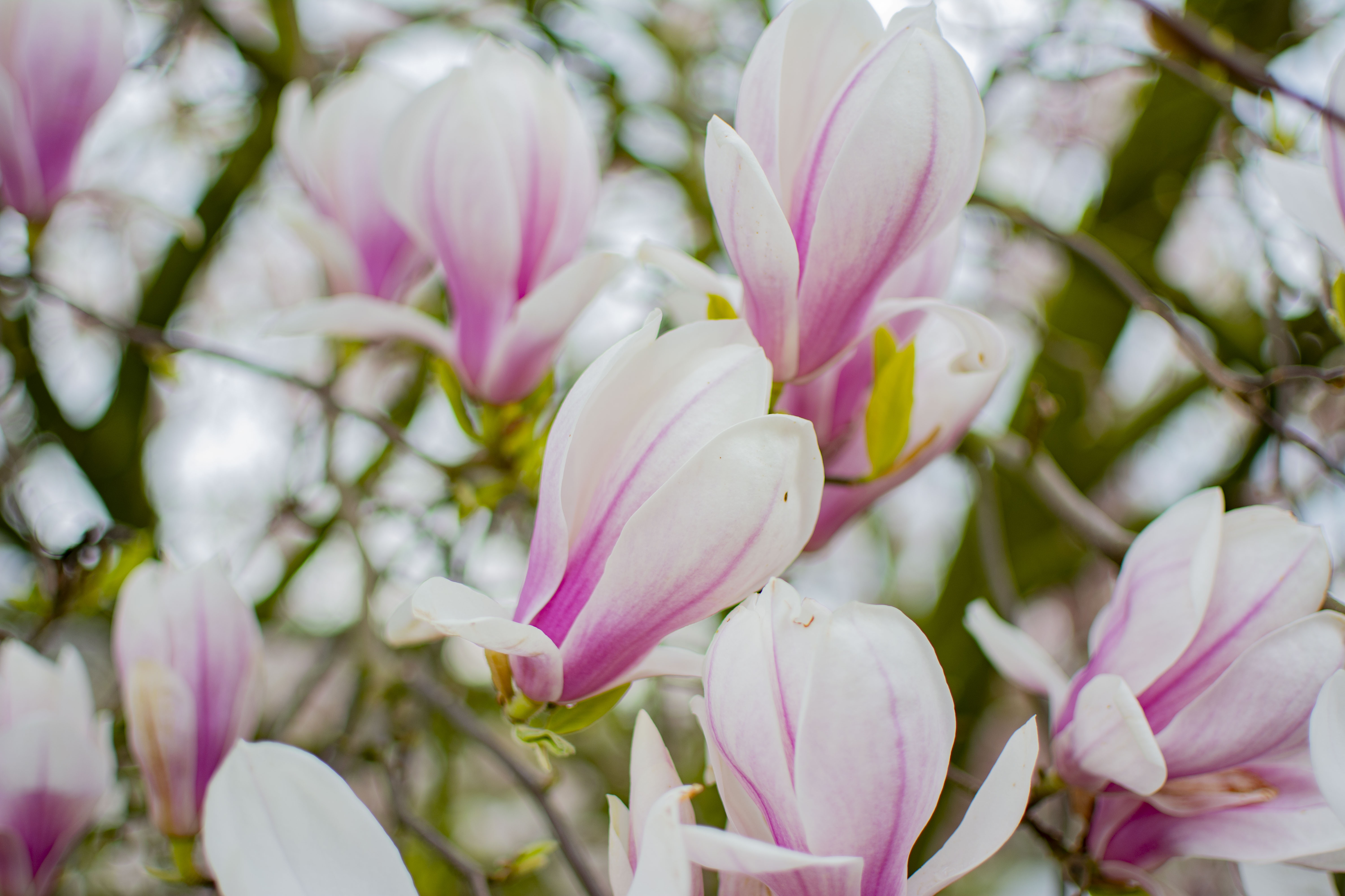 Download mobile wallpaper Nature, Trees, Flower, Plant, Earth, Spring, Magnolia for free.