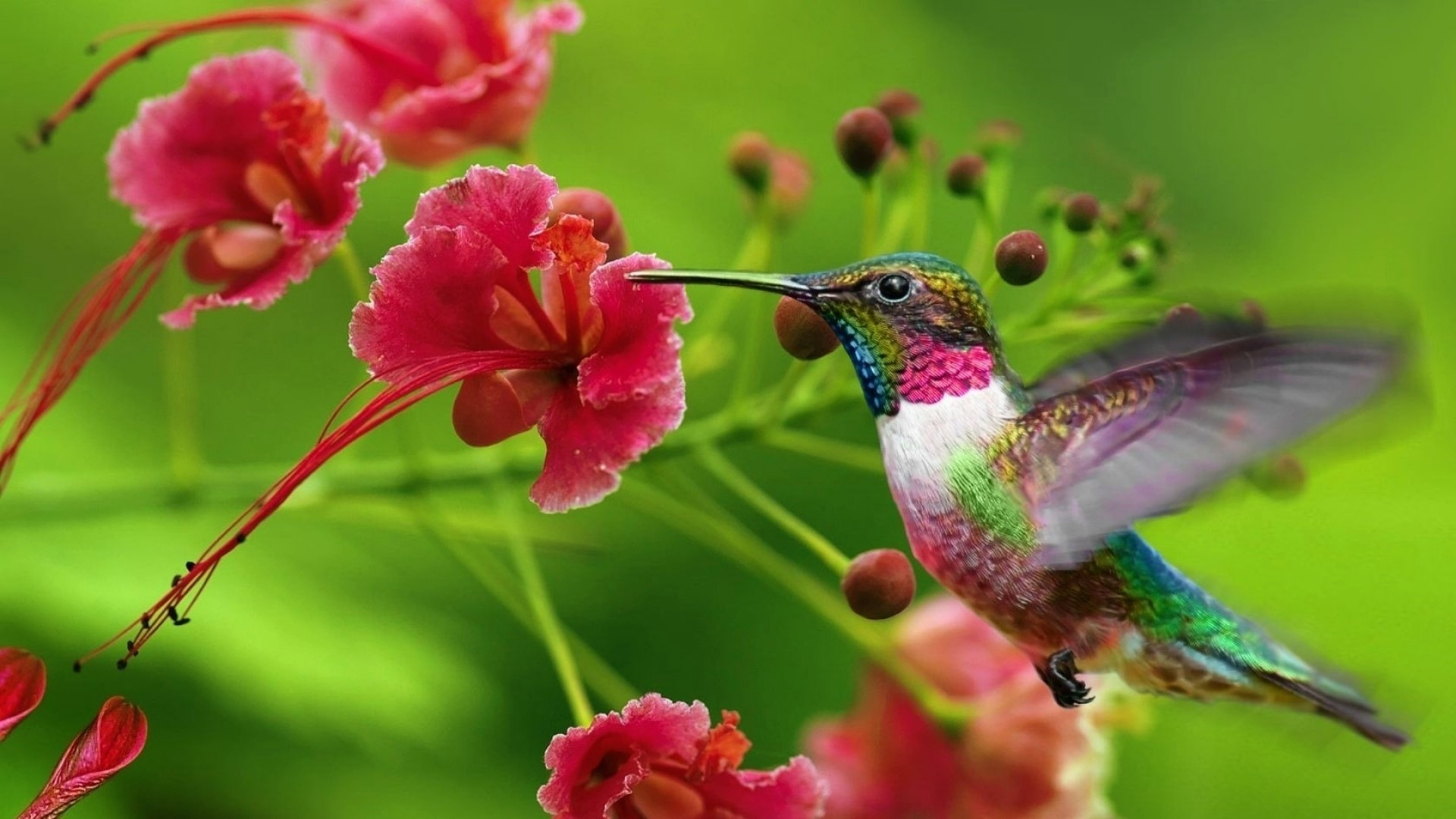 Baixar papel de parede para celular de Animais, Aves, Beija Flor, Flor, Pássaro gratuito.