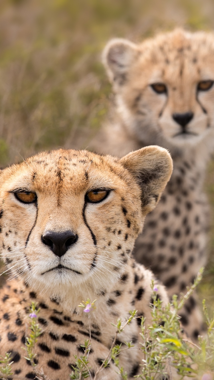 Download mobile wallpaper Cats, Cheetah, Animal, Baby Animal, Depth Of Field, Cub for free.