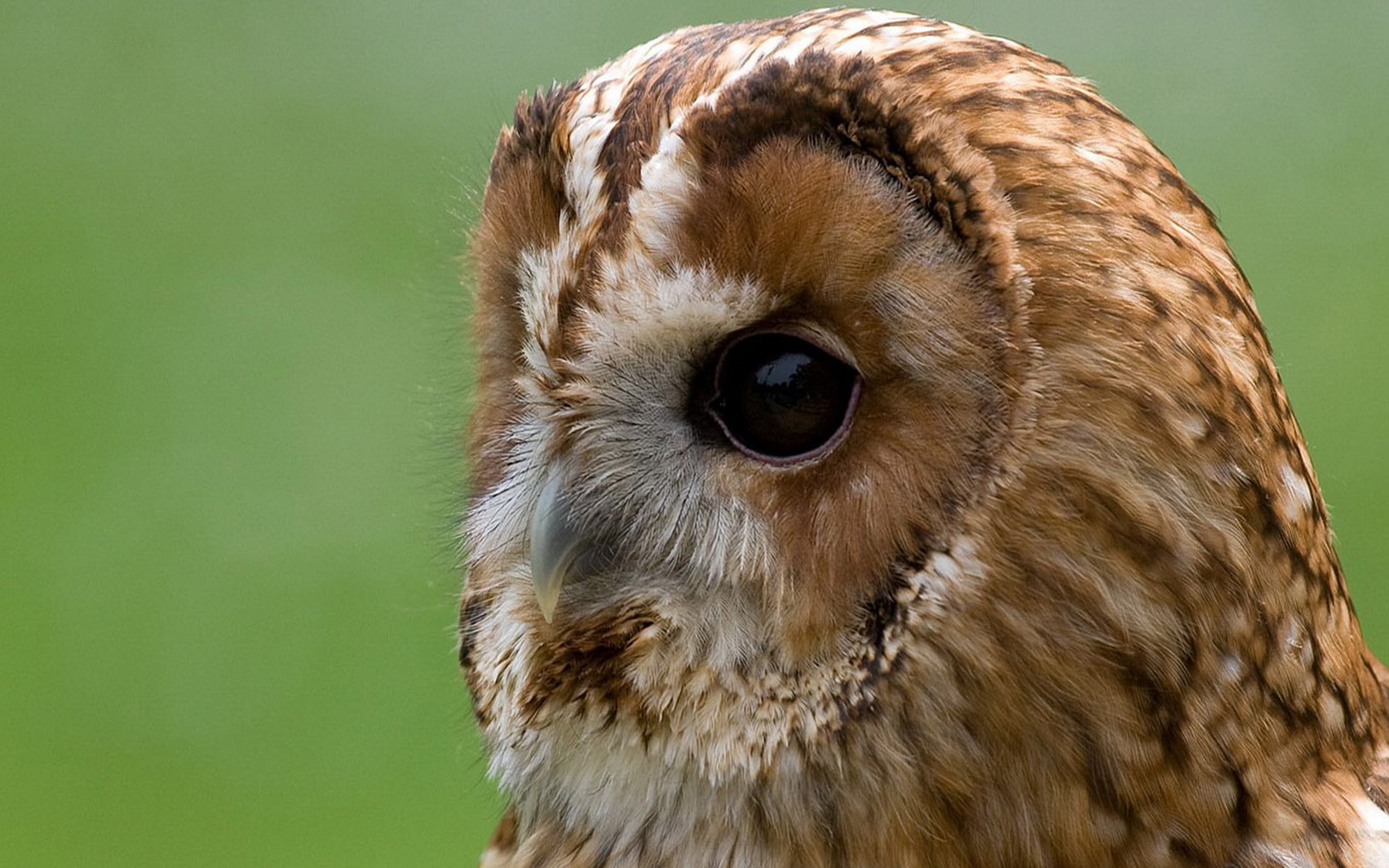 Baixar papel de parede para celular de Coruja, Aves, Animais gratuito.