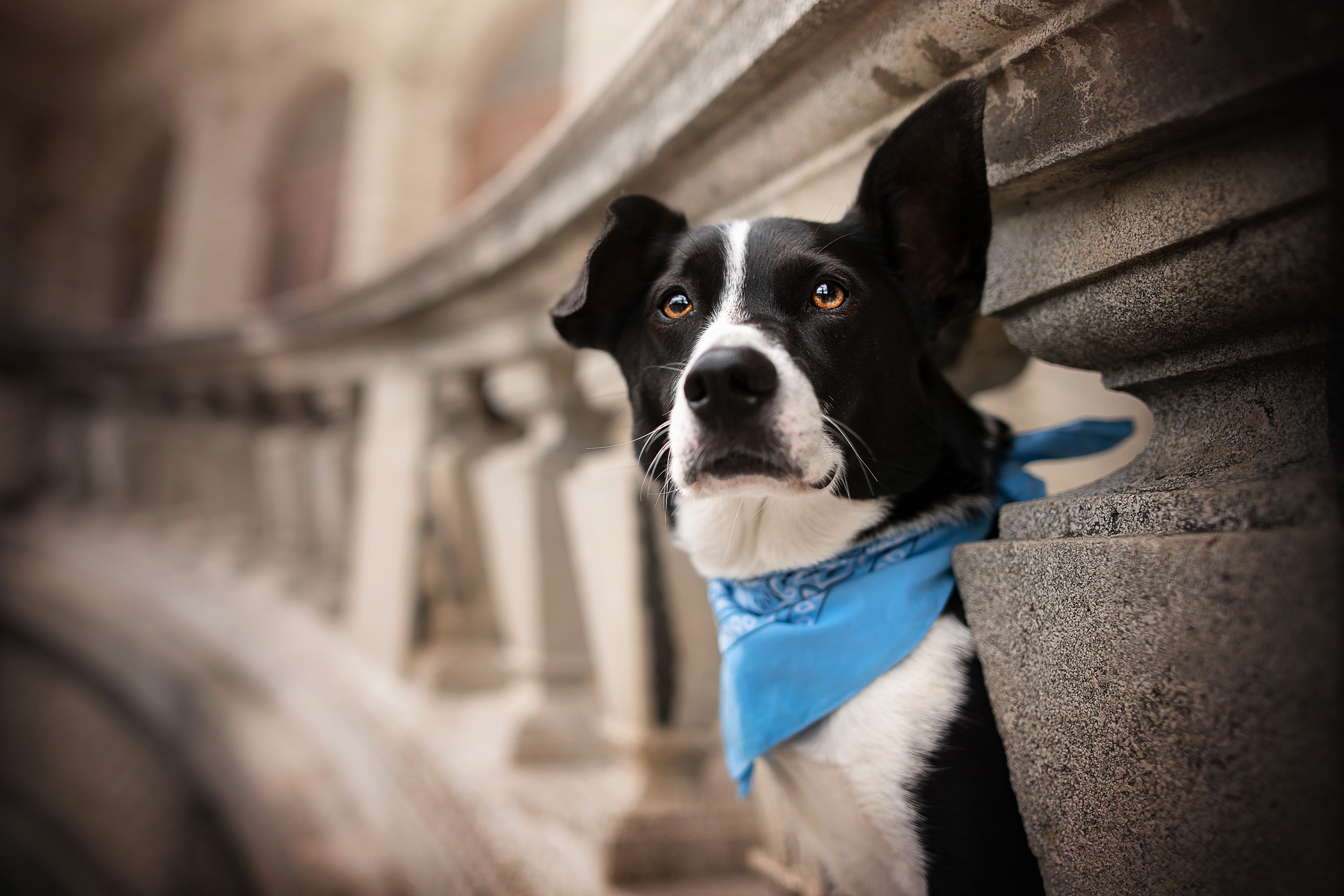 Descarga gratuita de fondo de pantalla para móvil de Perros, Perro, Animales.