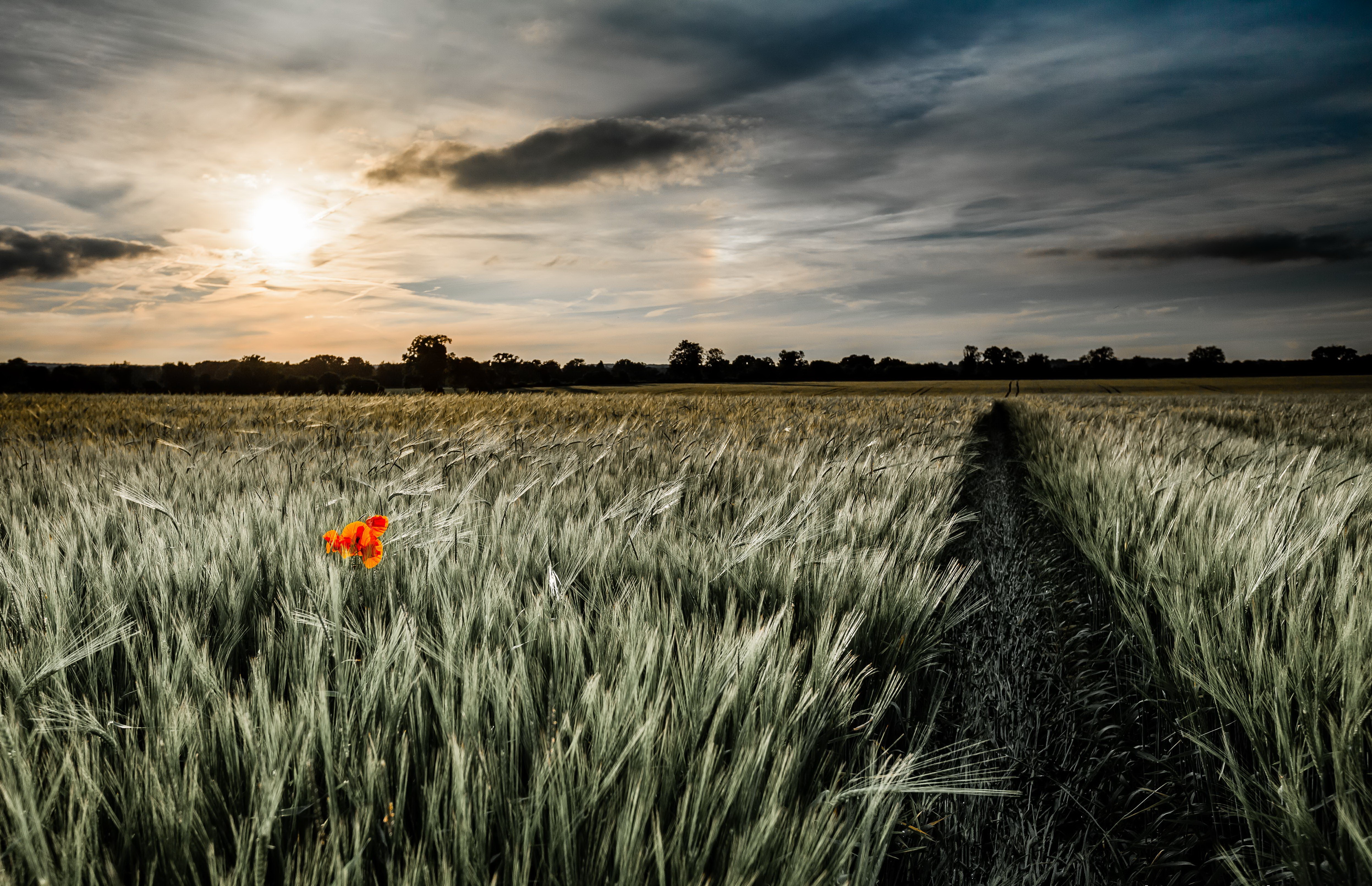 Descarga gratuita de fondo de pantalla para móvil de Paisaje, Naturaleza, Cielo, Verano, Flor, Campo, Tierra/naturaleza, Flor Naranja.