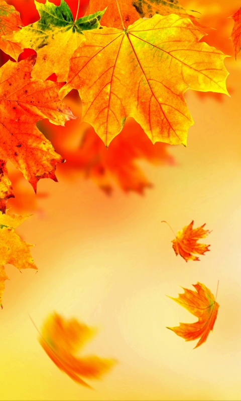 Download mobile wallpaper Leaf, Fall, Earth, Colorful, Falling for free.