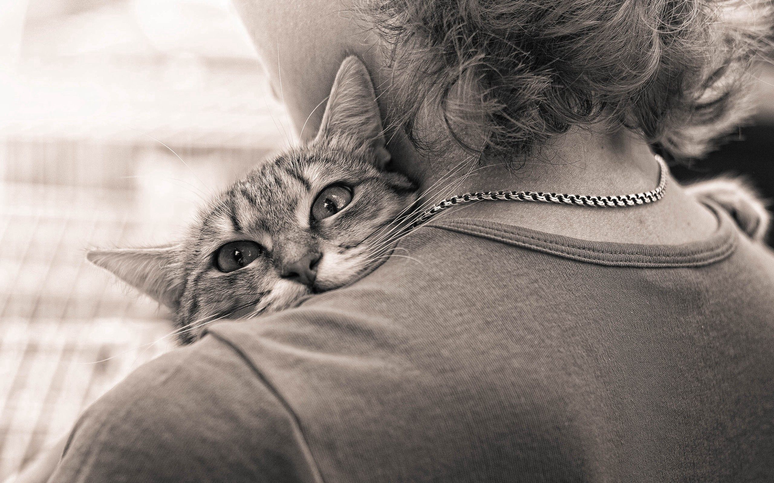 Windows Backgrounds animals, cat, bw, chb, human, person, tenderness, embrace