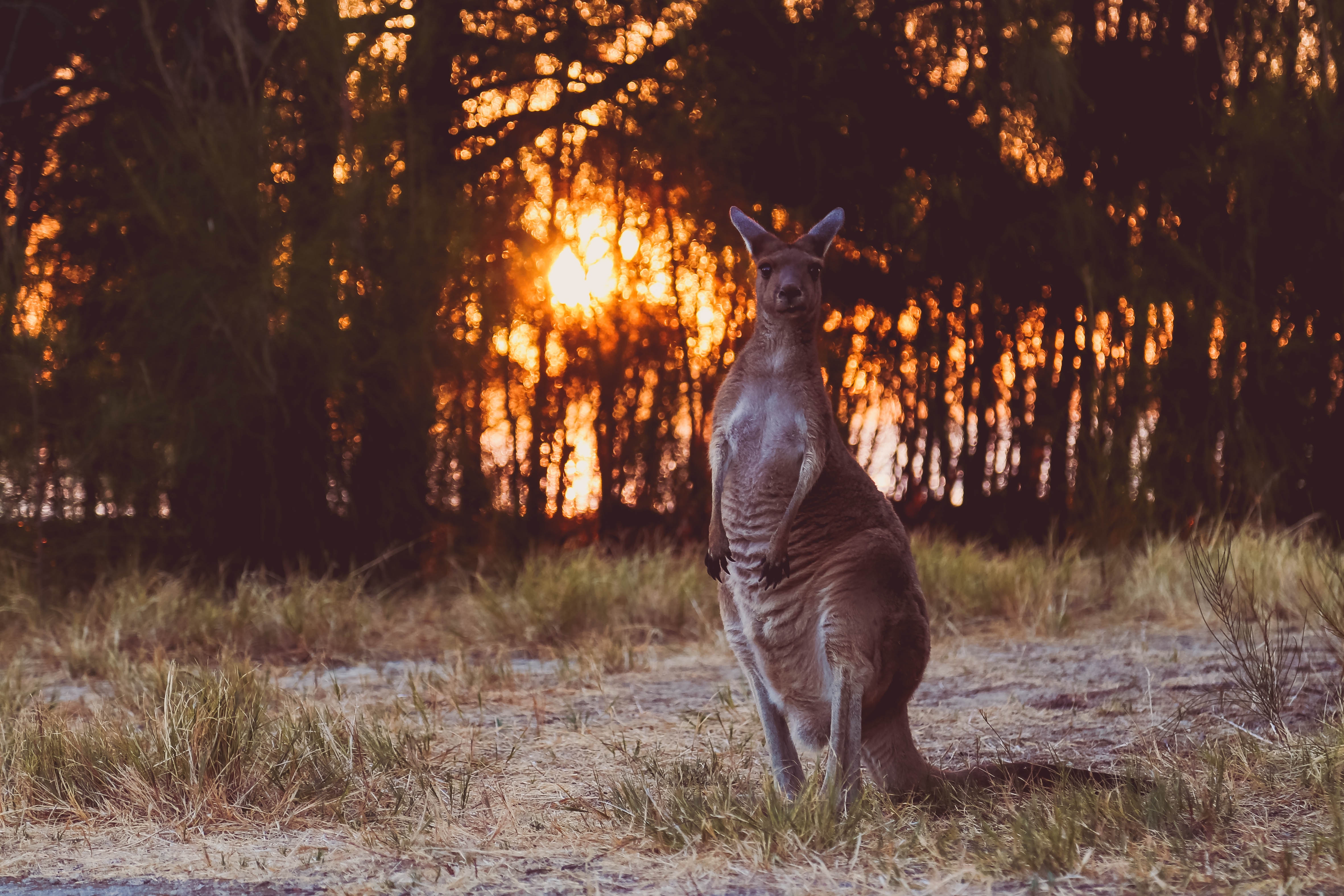 Download mobile wallpaper Animals, Sunset, Kangaroo, Wildlife, Funny for free.