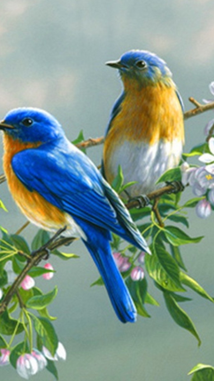 1107668 завантажити шпалери тварина, синя пташка, птахи - заставки і картинки безкоштовно