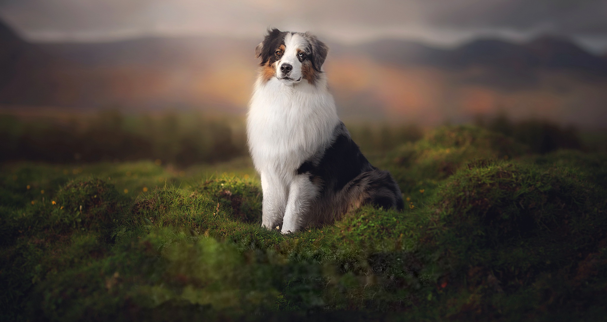 Free download wallpaper Dogs, Dog, Animal, Australian Shepherd, Depth Of Field on your PC desktop