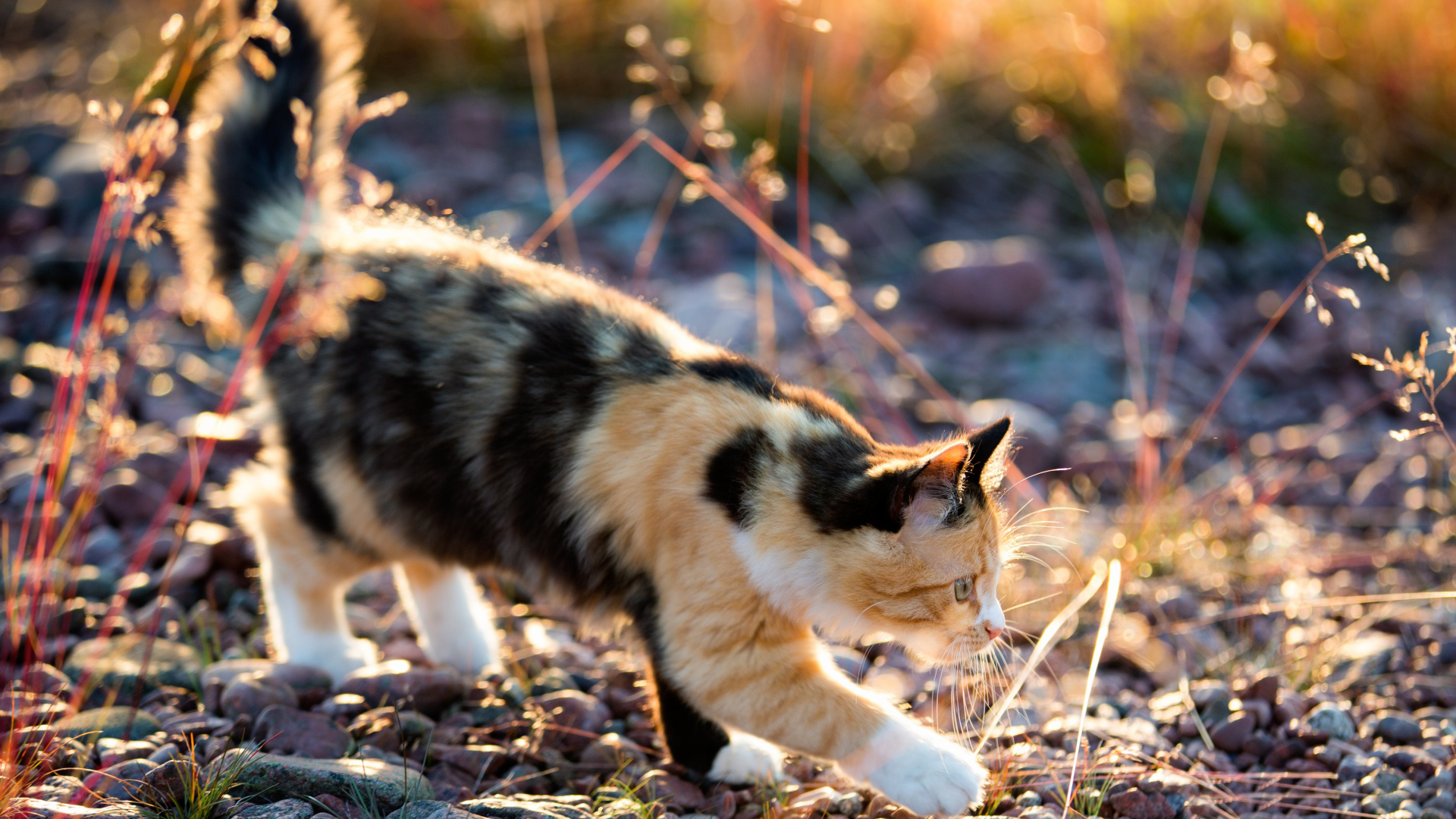 無料モバイル壁紙動物, ネコ, 猫をダウンロードします。