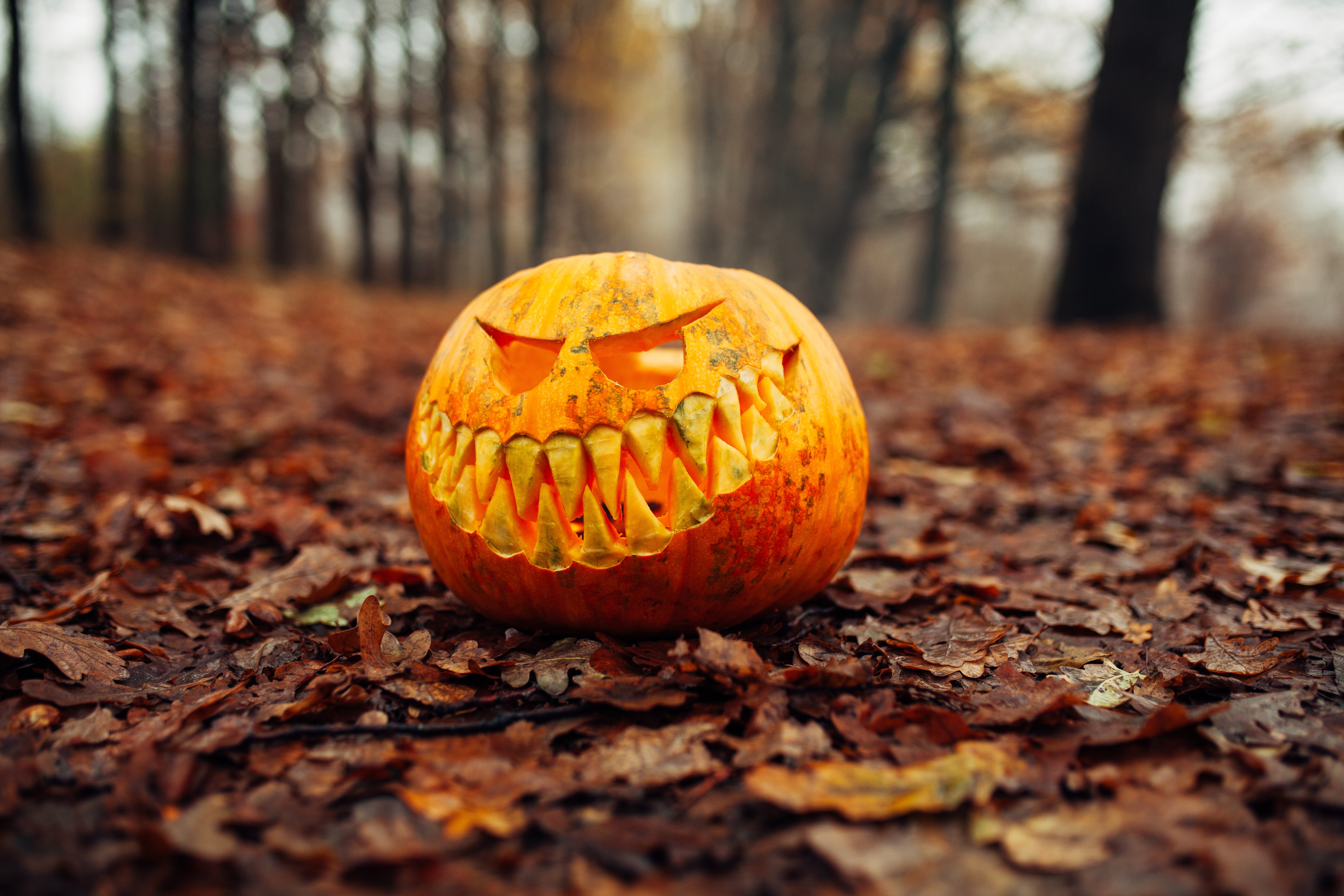 Download mobile wallpaper Halloween, Pumpkin, Holiday, Fall, Jack O' Lantern for free.
