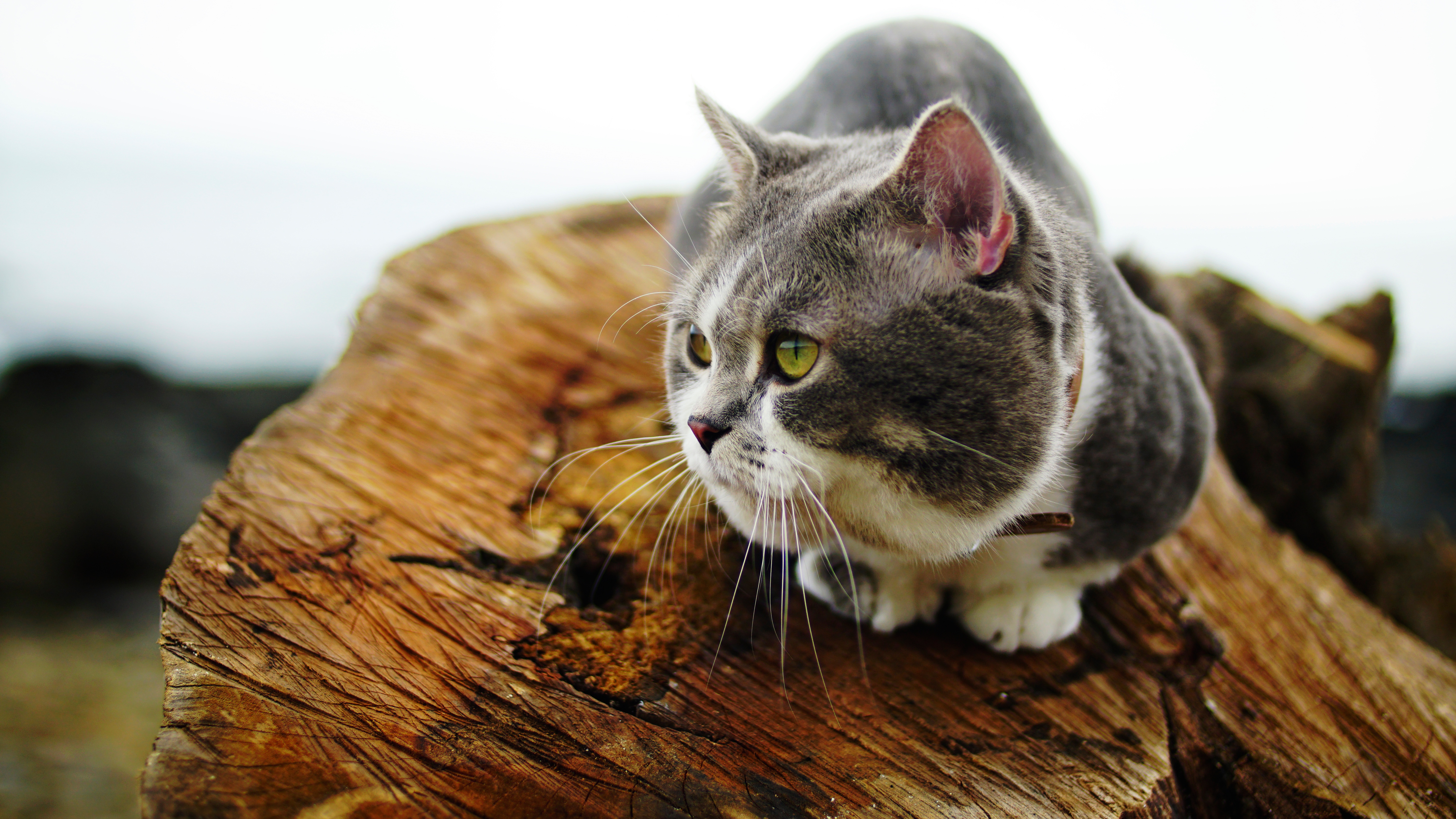 Handy-Wallpaper Tiere, Katzen, Katze kostenlos herunterladen.