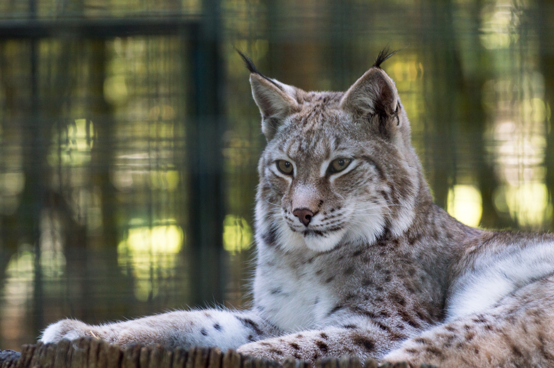 Handy-Wallpaper Tiere, Katzen, Luchs kostenlos herunterladen.