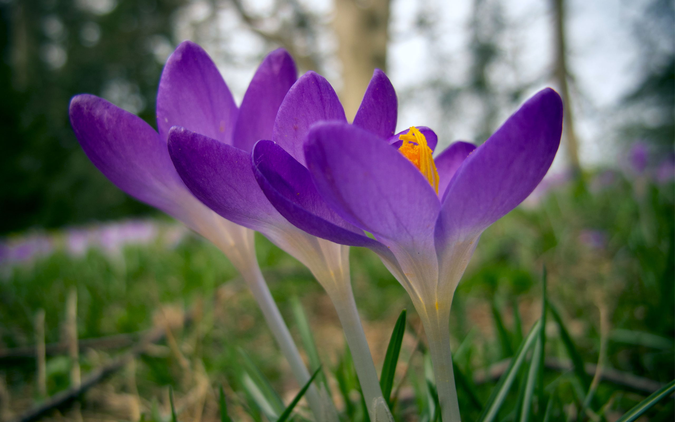 Laden Sie das Blumen, Krokus, Erde/natur-Bild kostenlos auf Ihren PC-Desktop herunter