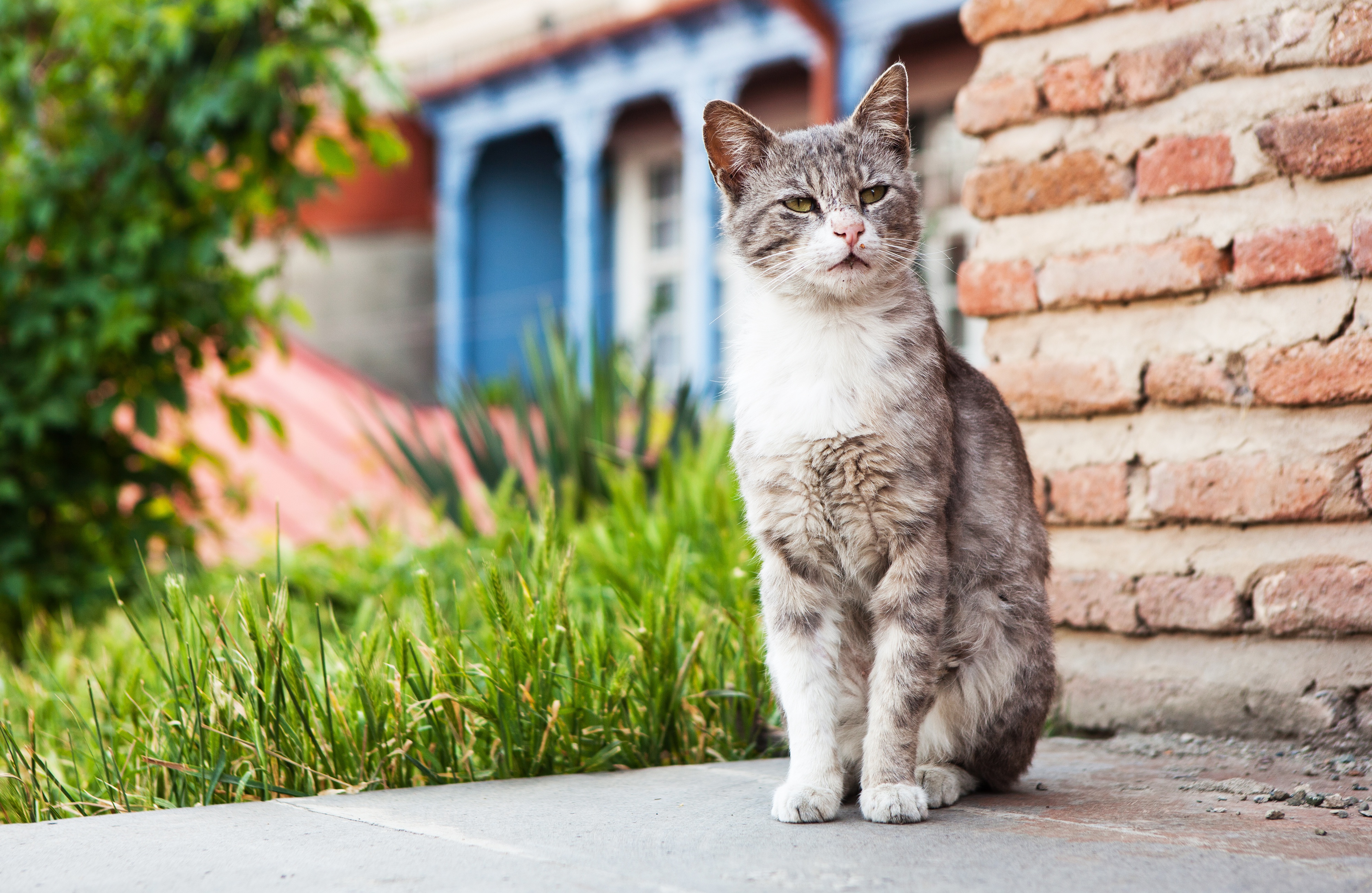 Laden Sie das Katze, Katzen, Tiere-Bild kostenlos auf Ihren PC-Desktop herunter