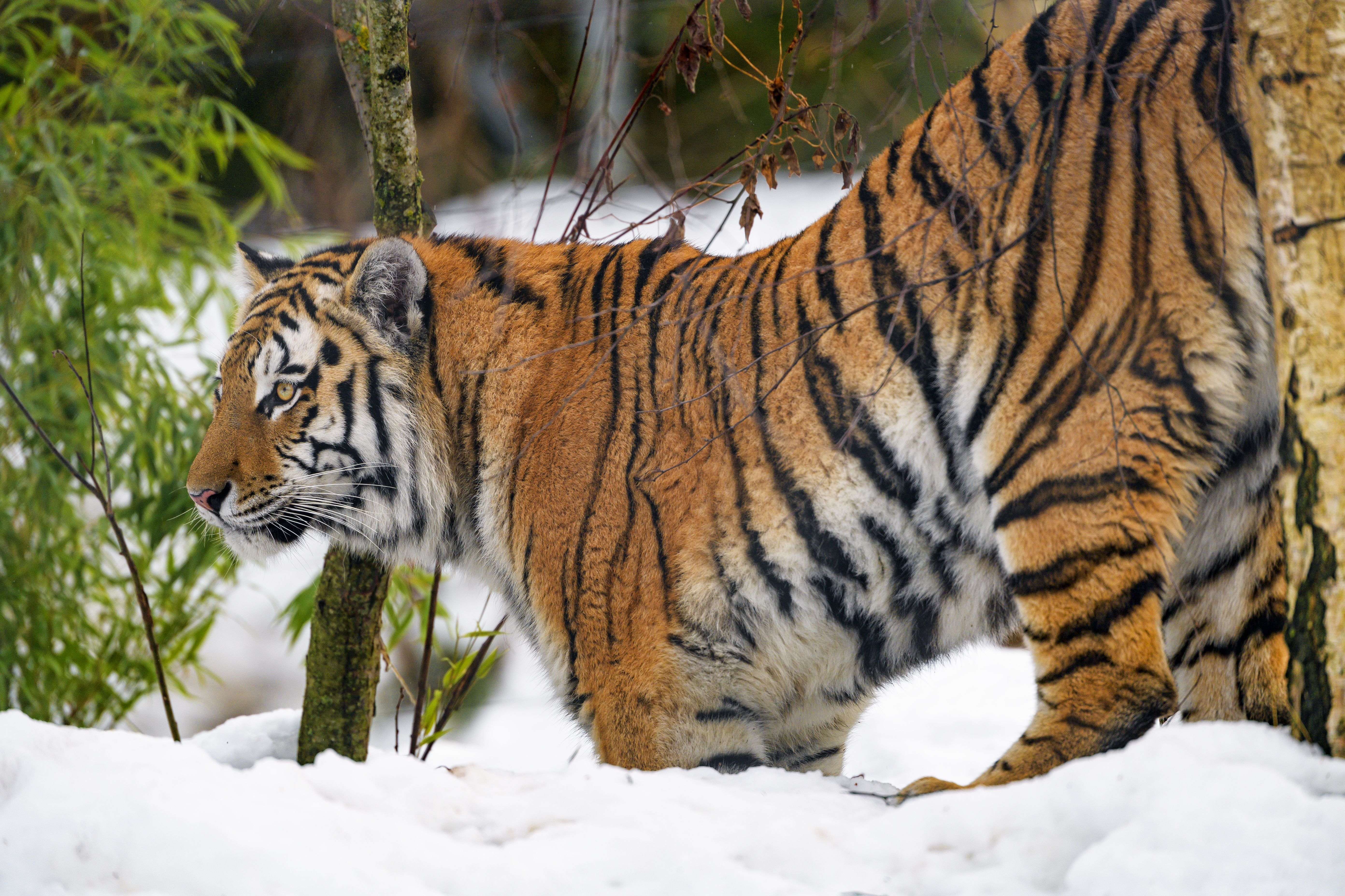Handy-Wallpaper Schnee, Wildlife, Raubtier, Predator, Tiere, Big Cat, Wilde Natur, Tiger, Große Katze, Tier kostenlos herunterladen.