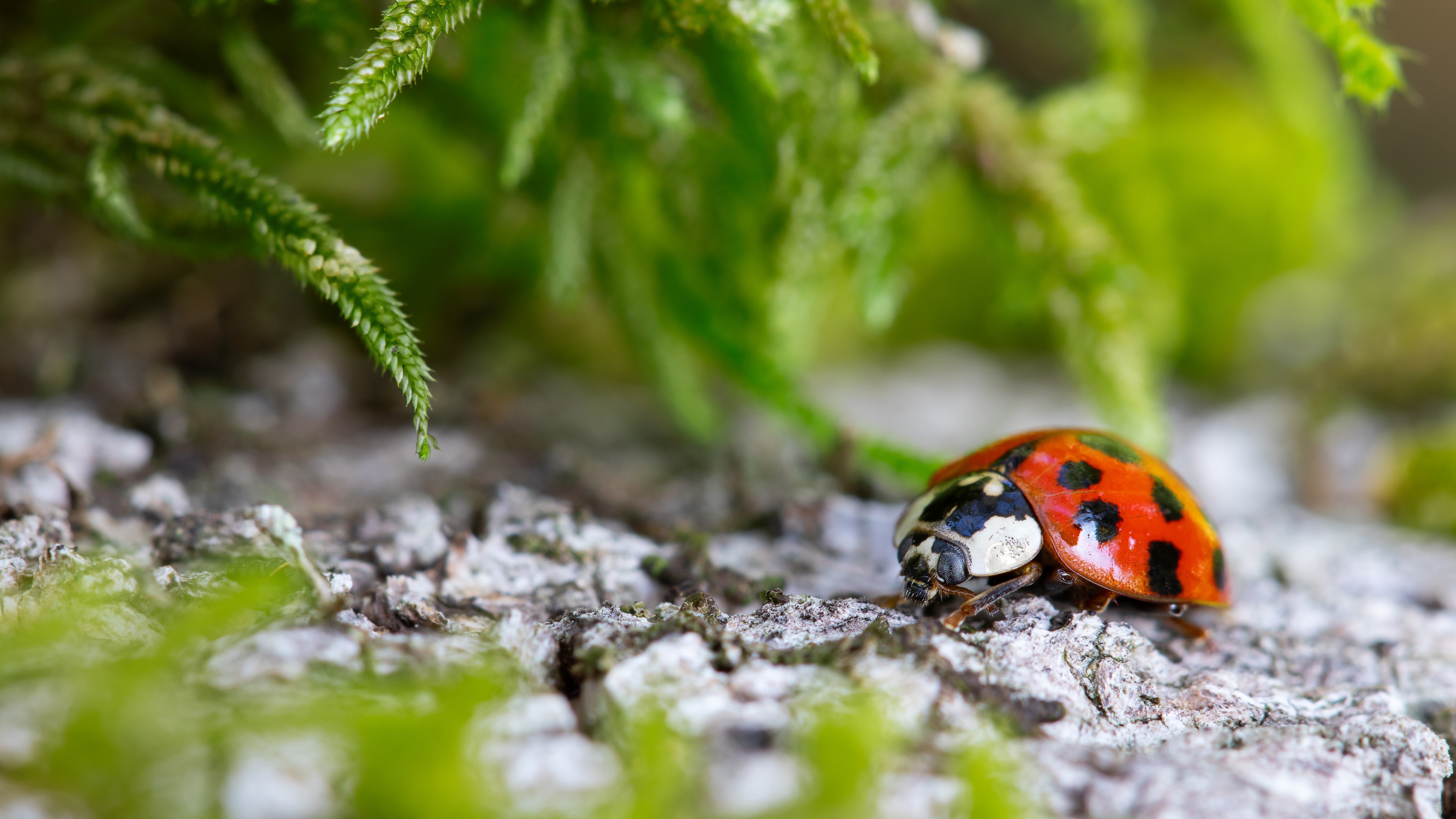 Free download wallpaper Plant, Animal, Ladybug on your PC desktop