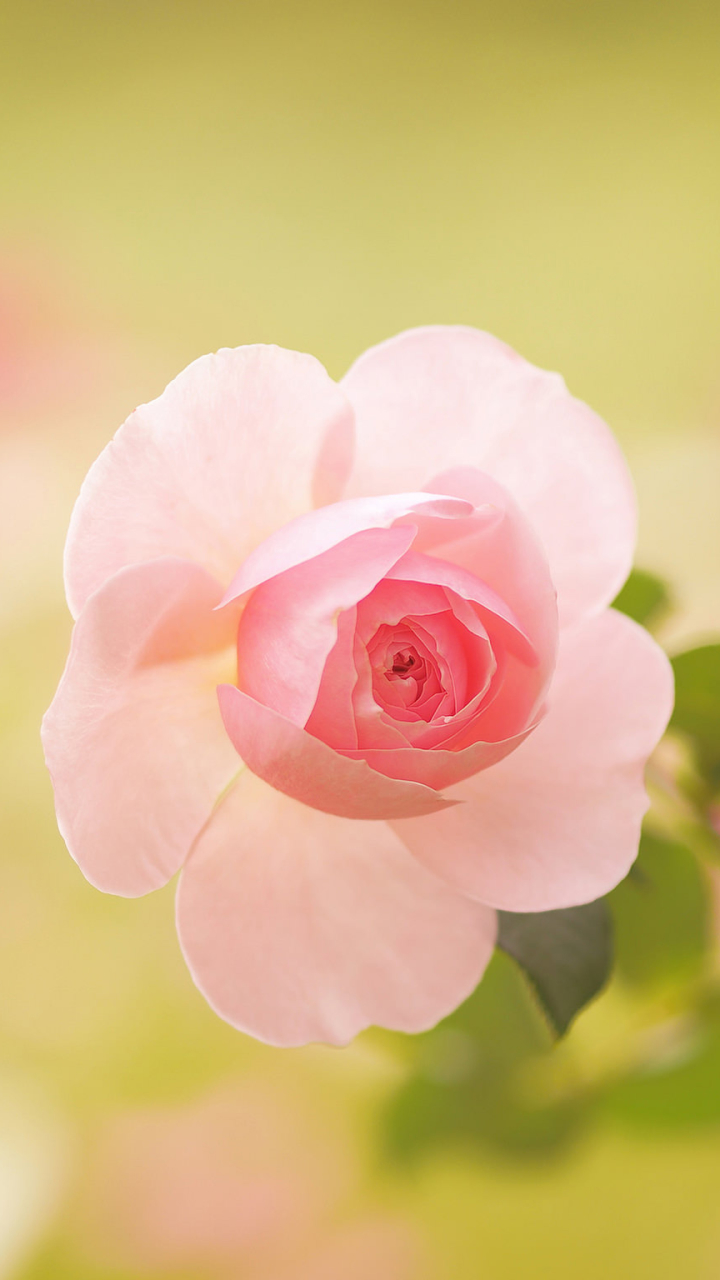 Download mobile wallpaper Nature, Flowers, Flower, Rose, Bud, Blur, Earth, Pink Flower for free.