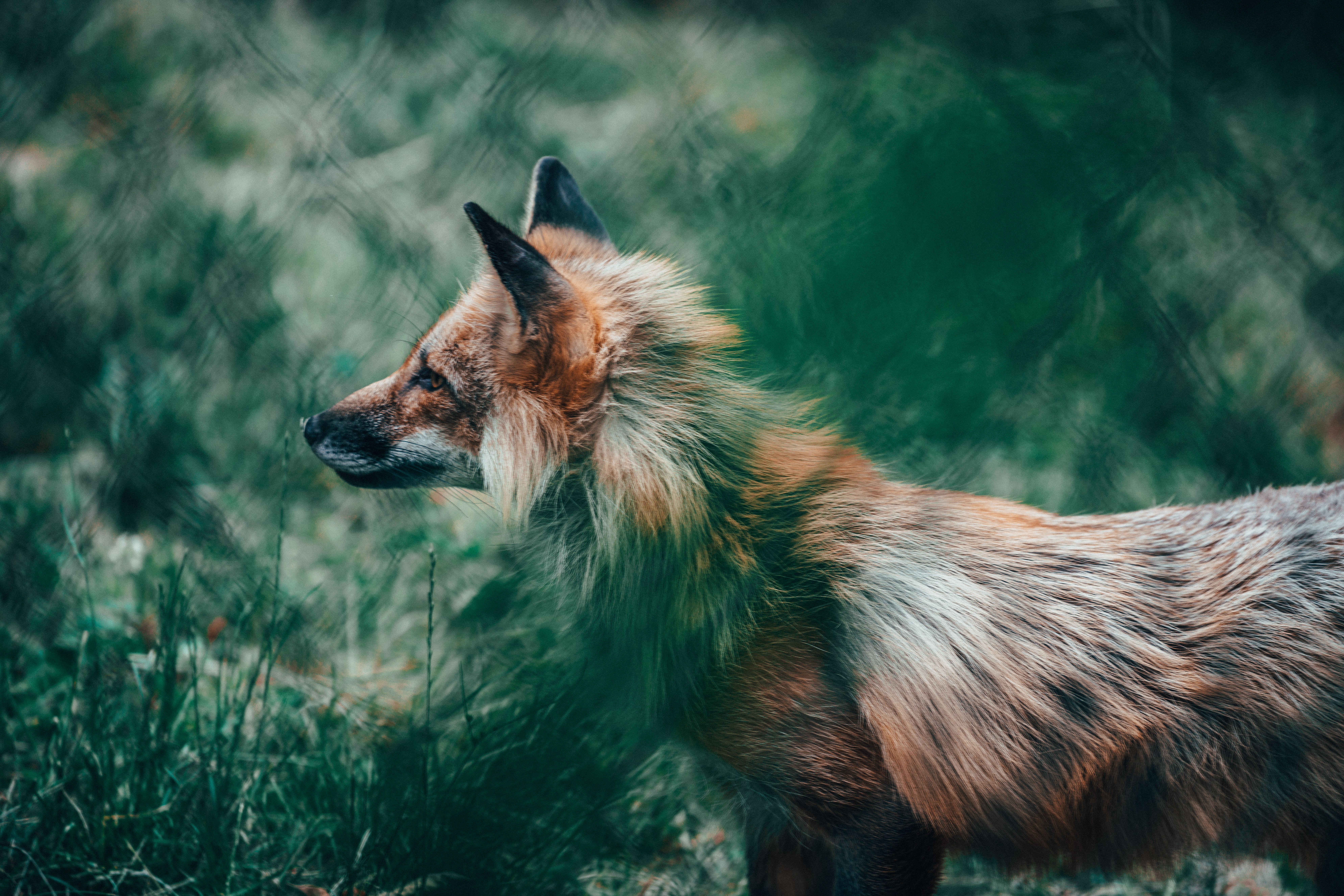 Laden Sie das Meinung, Wildlife, Ein Fuchs, Sicht, Wilde Natur, Tier, Tiere, Fuchs-Bild kostenlos auf Ihren PC-Desktop herunter