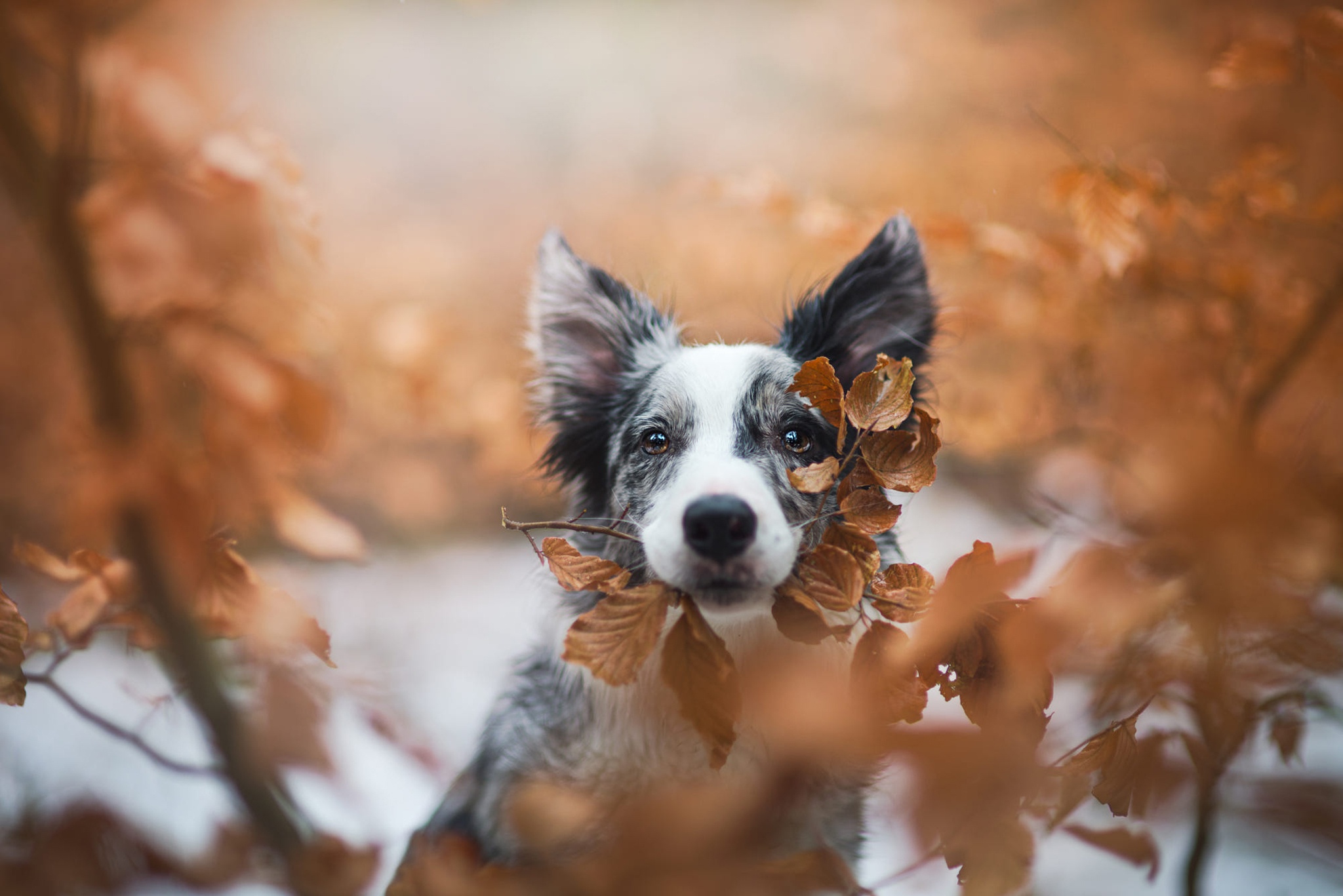 Download mobile wallpaper Dogs, Dog, Fall, Animal, Border Collie for free.