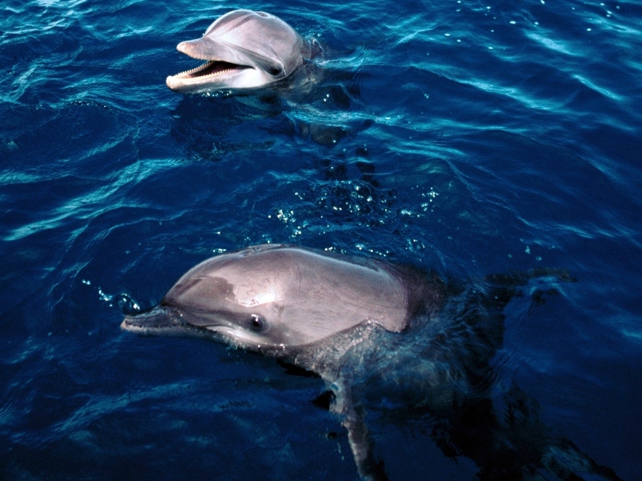 animals, dolfins, sea, blue Smartphone Background