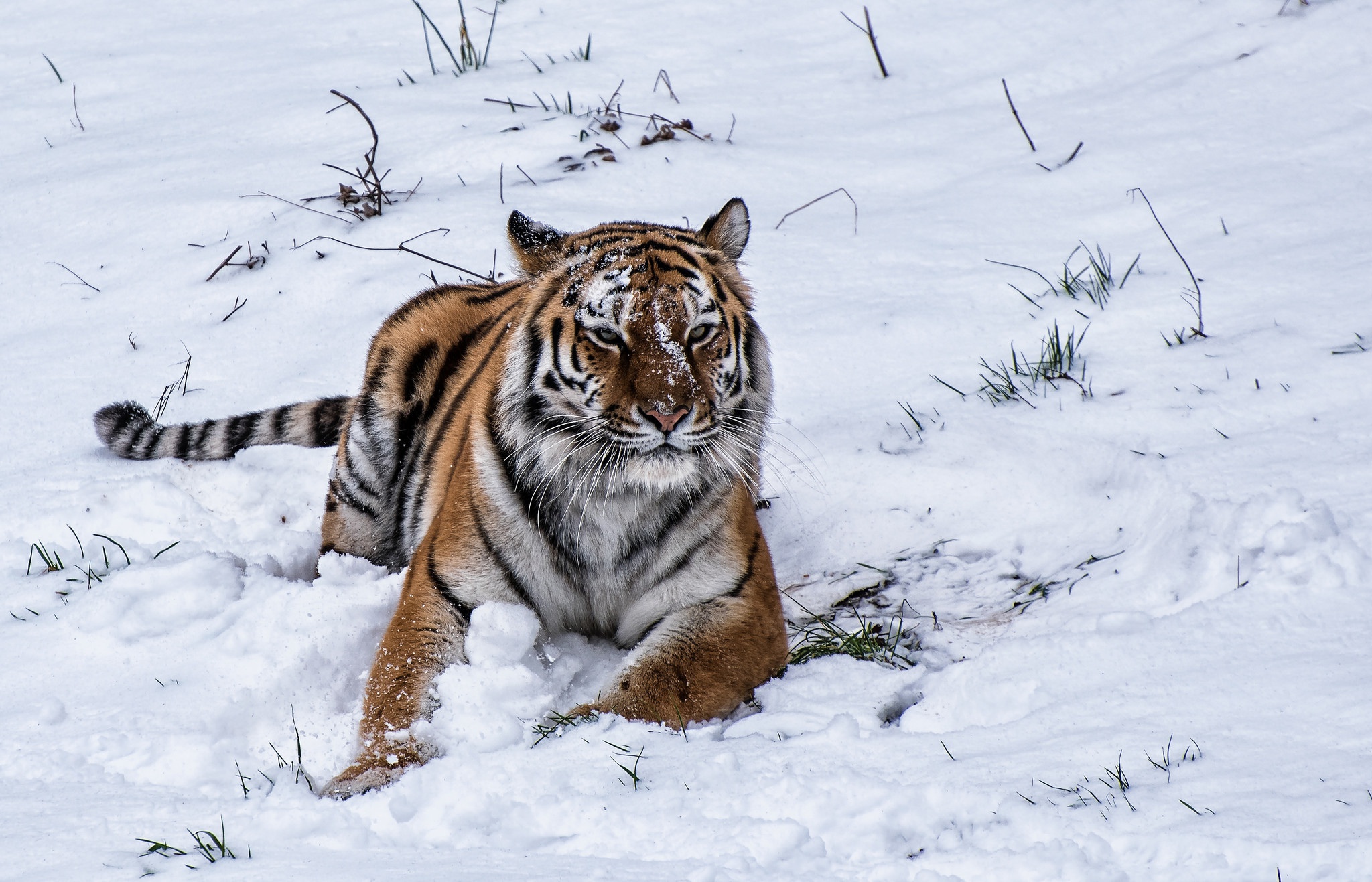 Download mobile wallpaper Cats, Snow, Tiger, Animal for free.