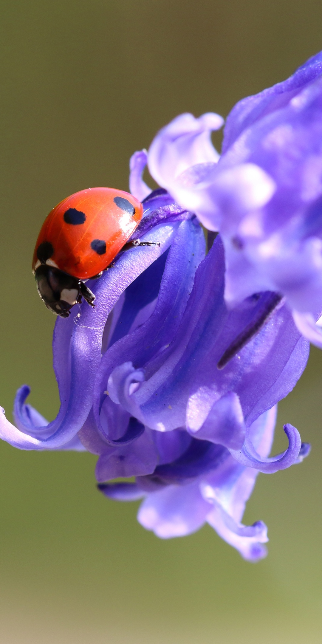 無料モバイル壁紙動物, てんとう虫, 大きい, 虫, 紫色の花をダウンロードします。