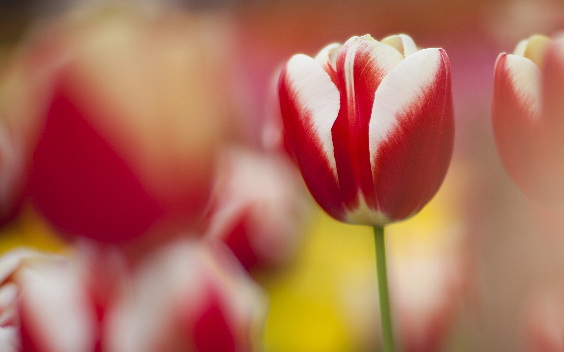 Download mobile wallpaper Tulip, Flowers, Earth for free.