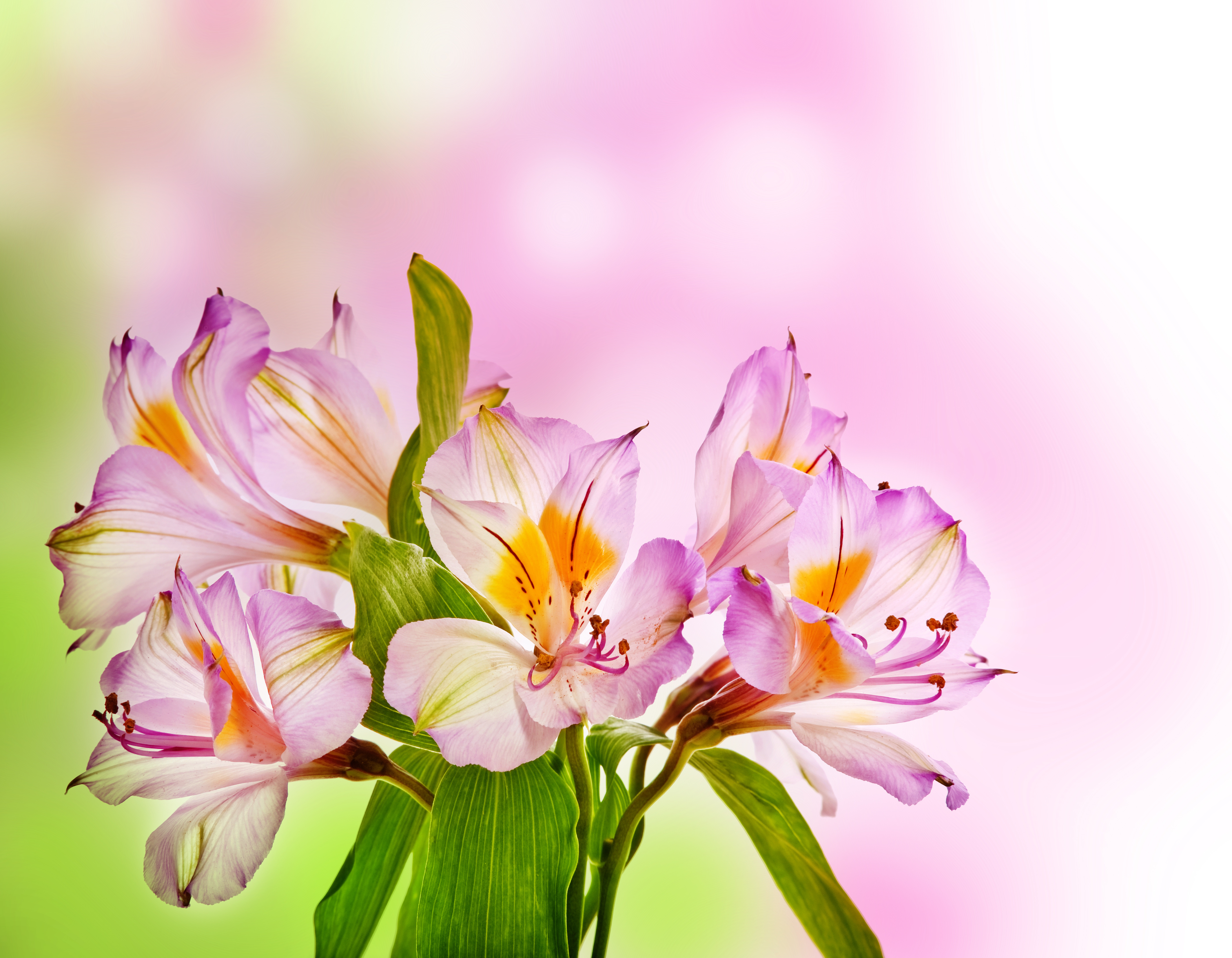 Free download wallpaper Flowers, Flower, Leaf, Earth, Purple Flower on your PC desktop