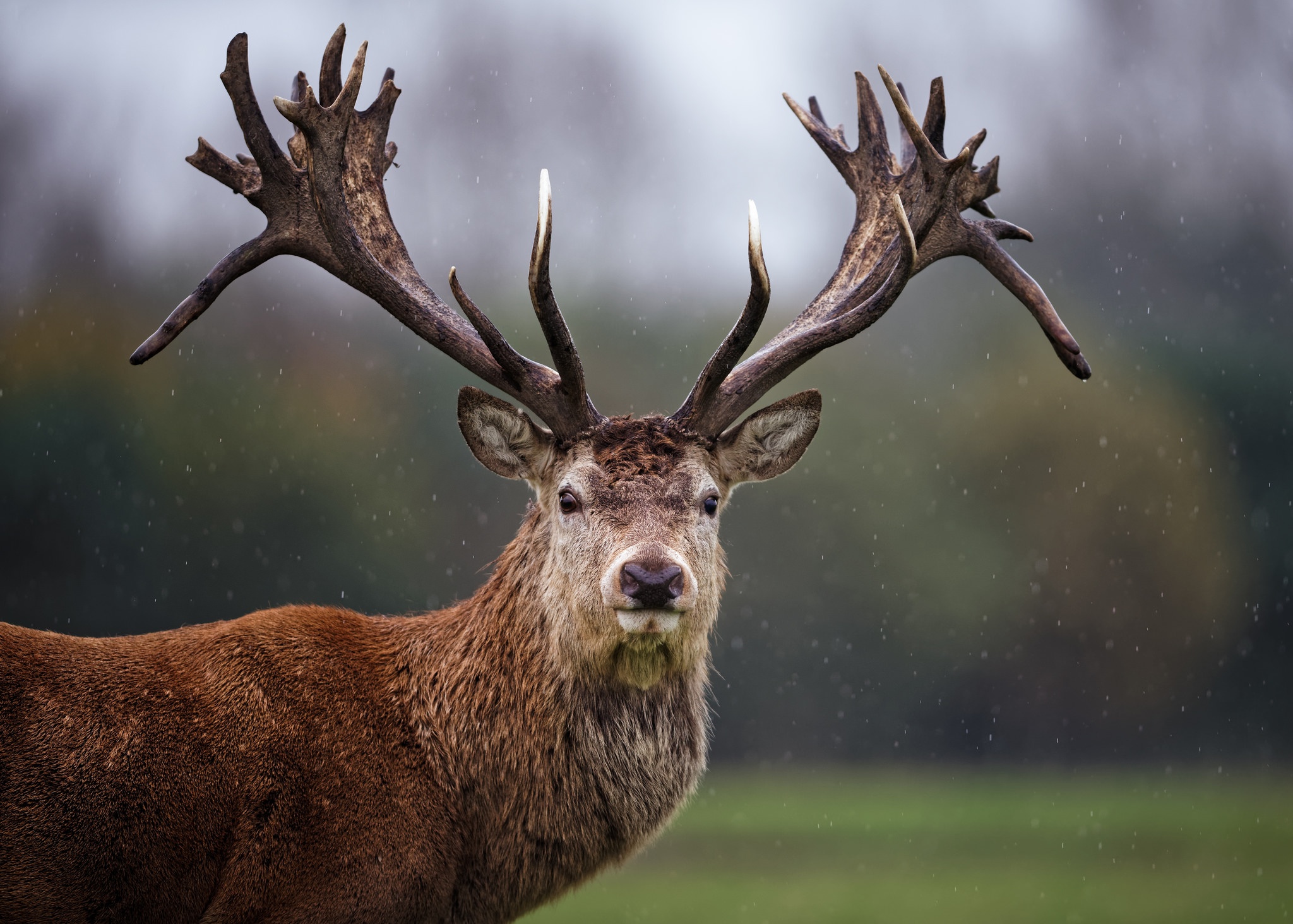 Download mobile wallpaper Blur, Animal, Deer, Stare for free.