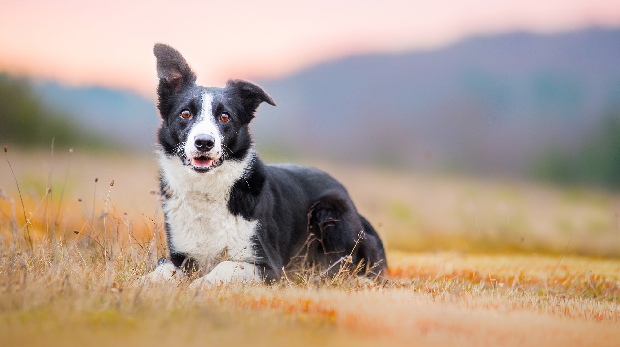 Free download wallpaper Dogs, Dog, Blur, Animal, Border Collie, Stare on your PC desktop