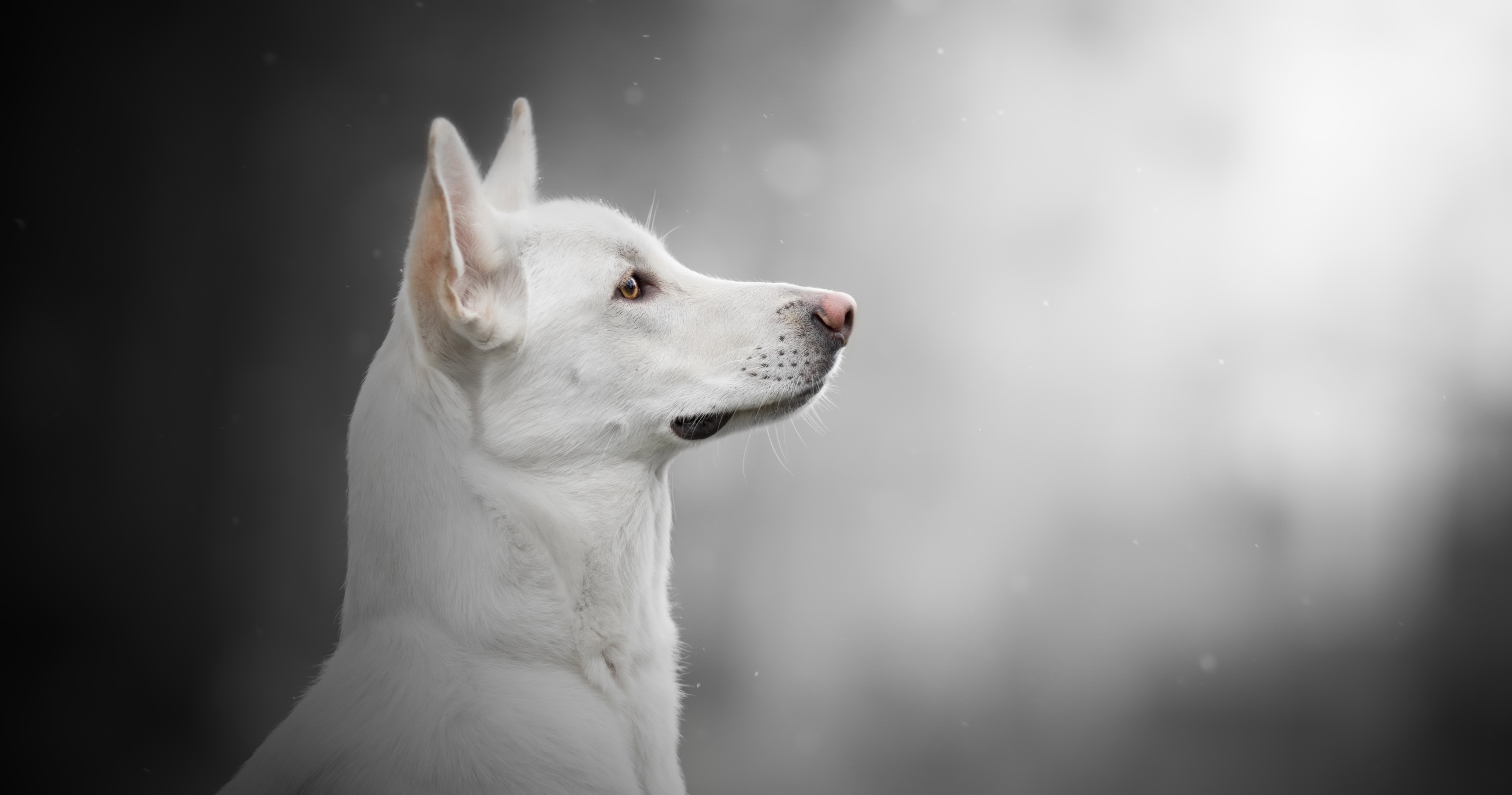 Free download wallpaper Dog, Animal, Swiss Shepherd on your PC desktop