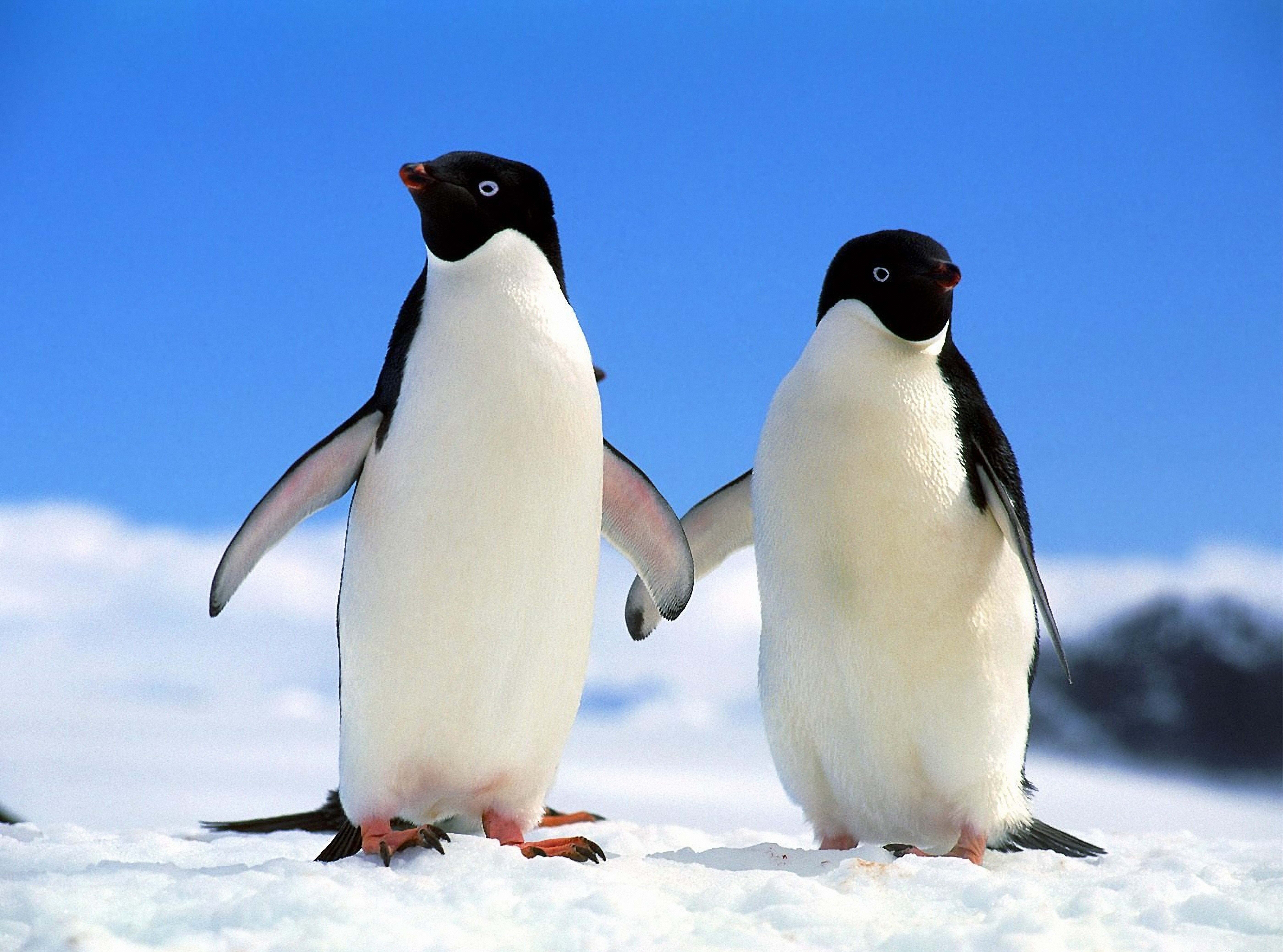 110814 скачать обои пингвины, пара, зима, животные, север - заставки и картинки бесплатно