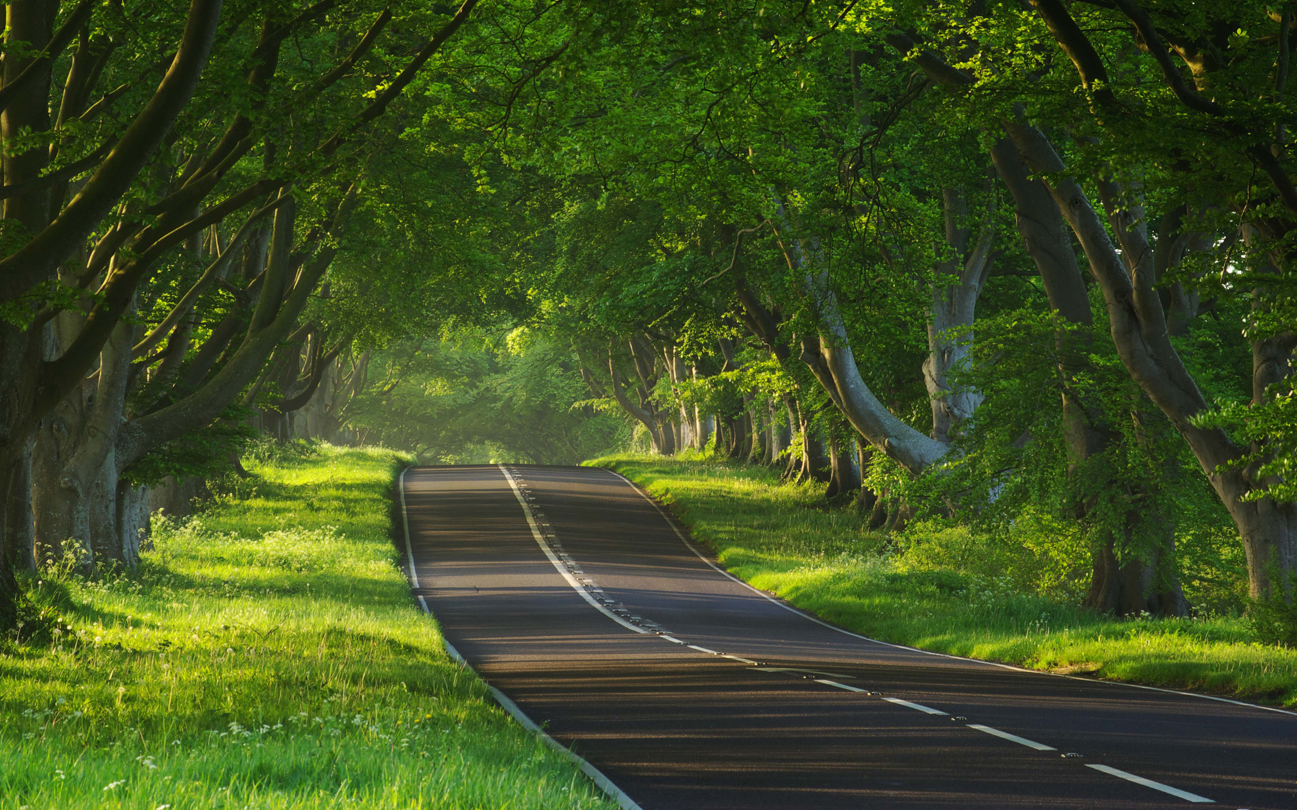 roads, landscape, trees, green HD wallpaper
