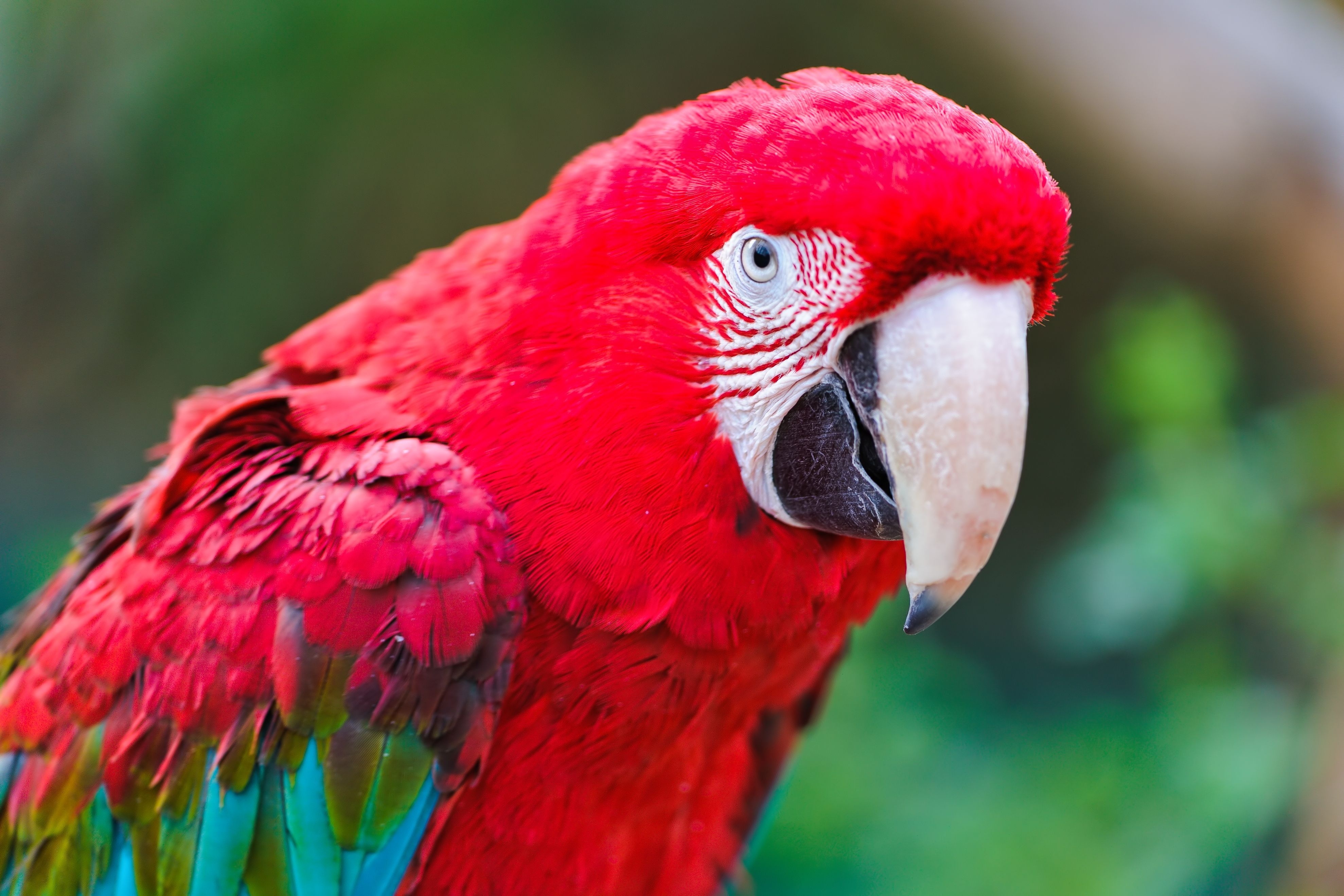 287036 скачать обои животные, красно зеленый ара, птицы - заставки и картинки бесплатно