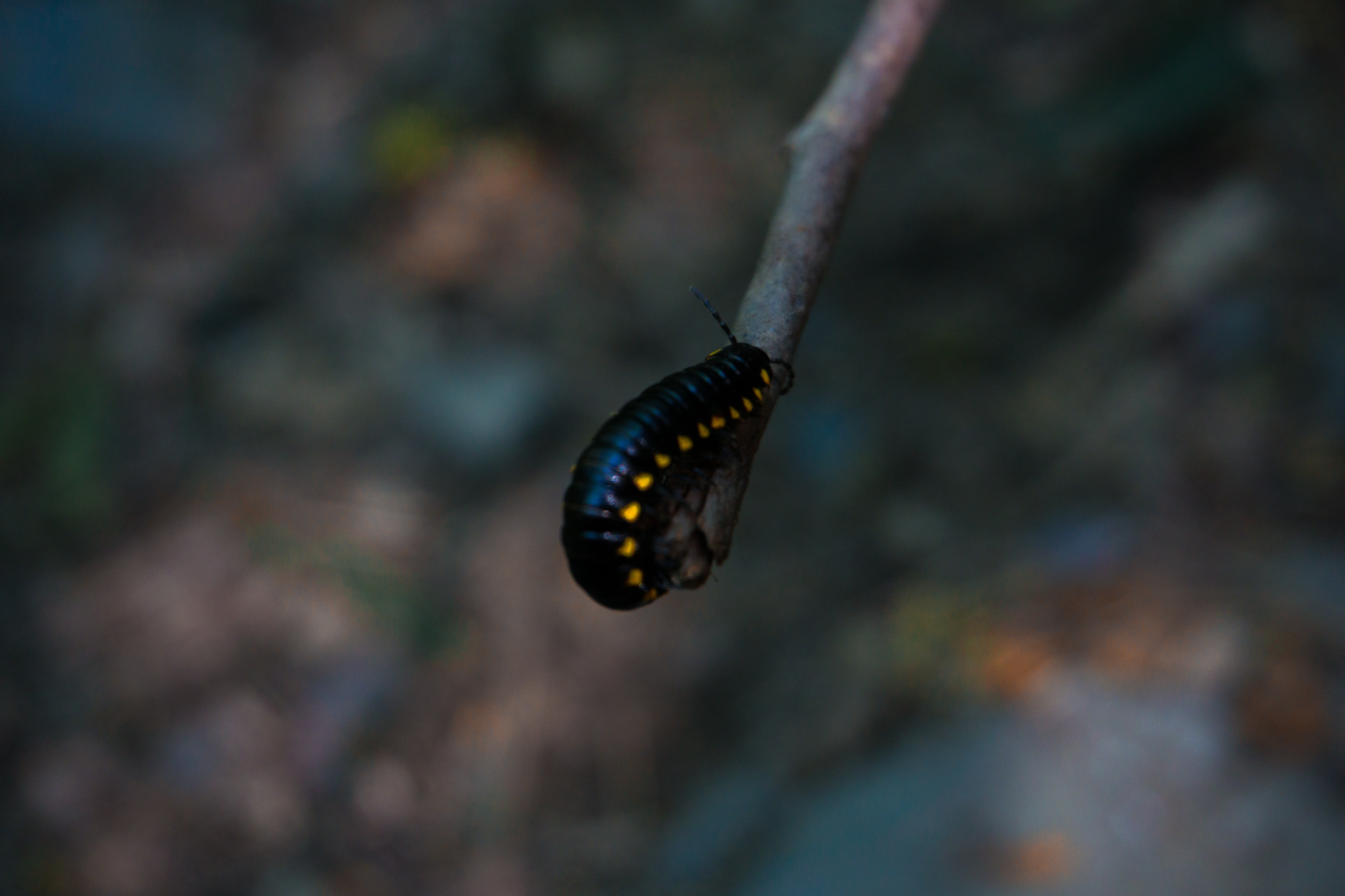 Download mobile wallpaper Caterpillar, Macro, Smooth, Insect, Color, Blur for free.