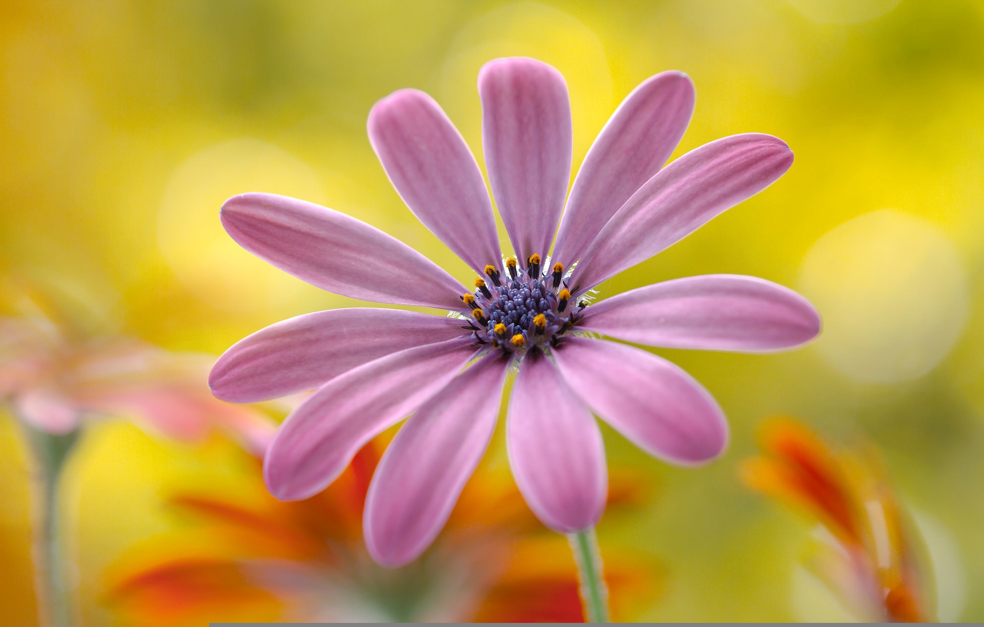 Free download wallpaper Flowers, Flower, Close Up, Earth, Daisy on your PC desktop