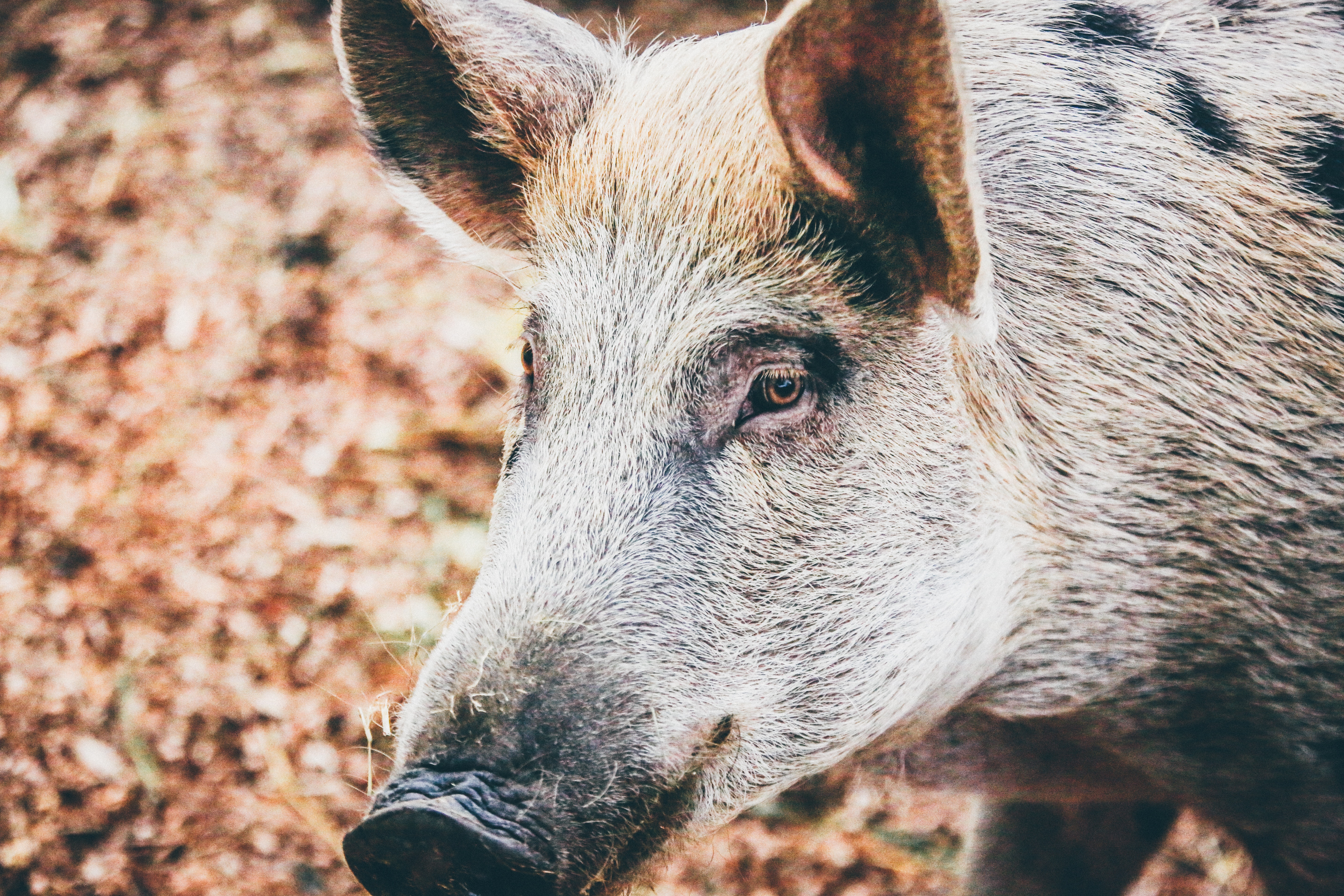 Laden Sie das Wildschwein, Schnauze, Augen, Tiere-Bild kostenlos auf Ihren PC-Desktop herunter