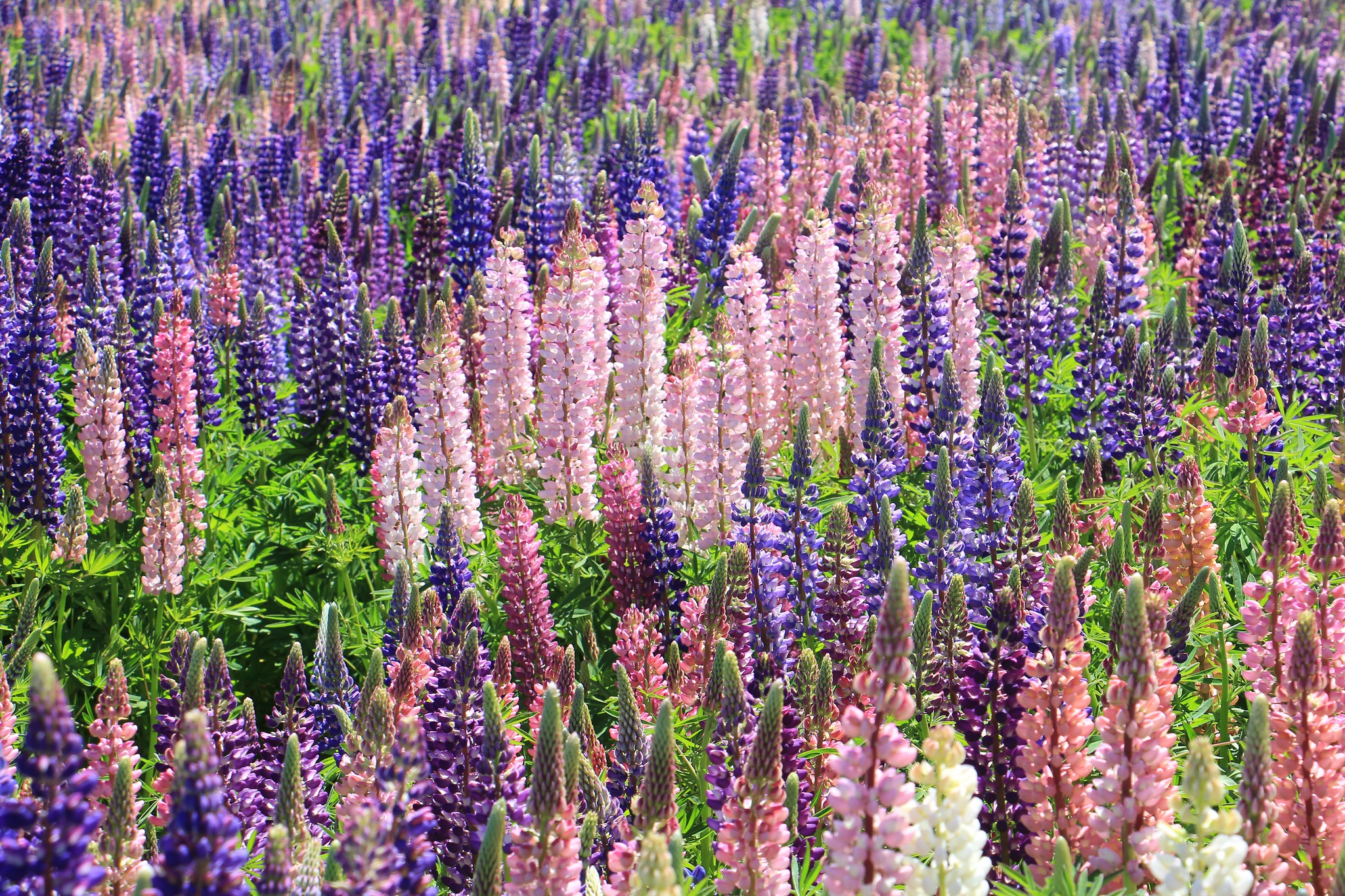 Download mobile wallpaper Summer, Flower, Earth, Meadow, Lupine for free.