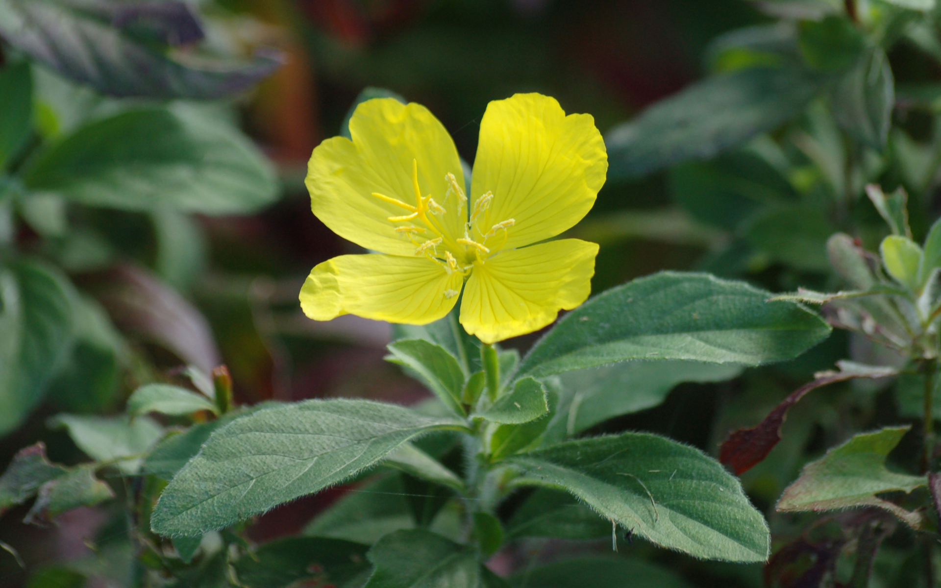 Free download wallpaper Flowers, Flower, Earth, Yellow Flower on your PC desktop