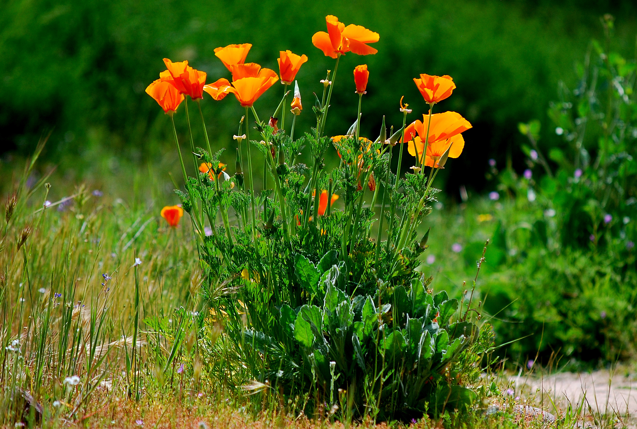 Laden Sie das Blumen, Mohn, Erde/natur-Bild kostenlos auf Ihren PC-Desktop herunter