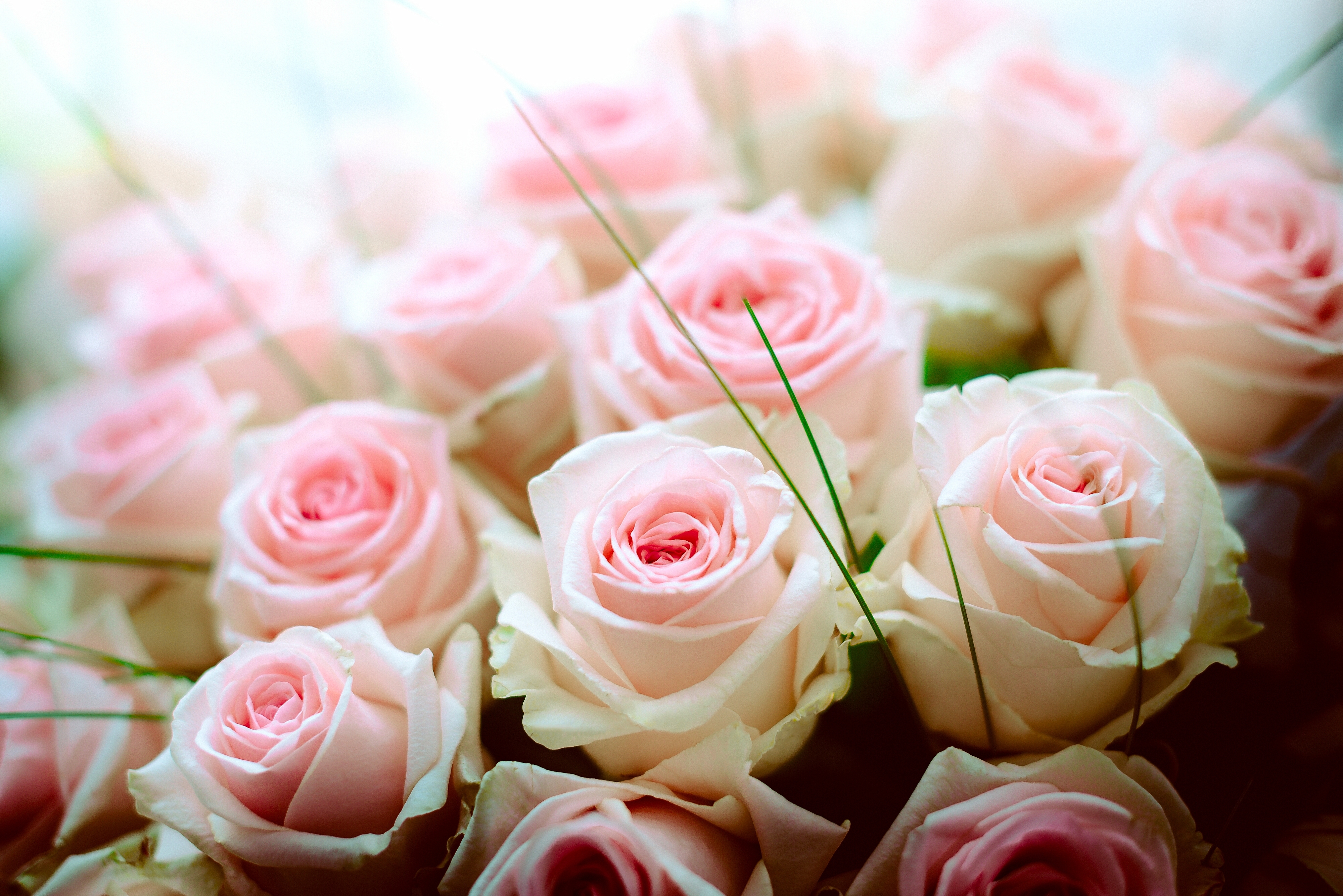 PCデスクトップにフラワーズ, 花, 薔薇, 花束, 地球, ピンクの花画像を無料でダウンロード