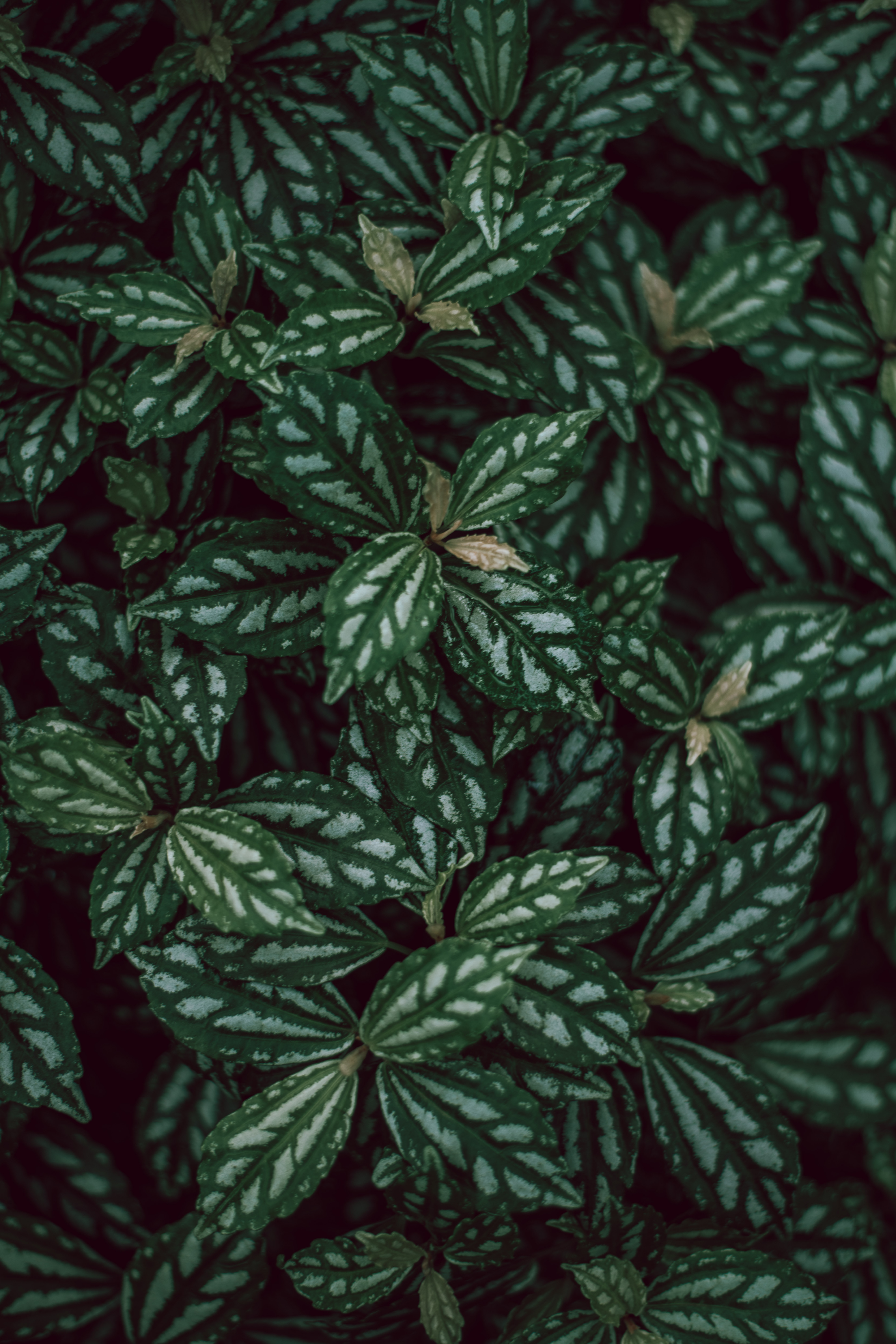 Download mobile wallpaper Macro, Leaves, Plants for free.