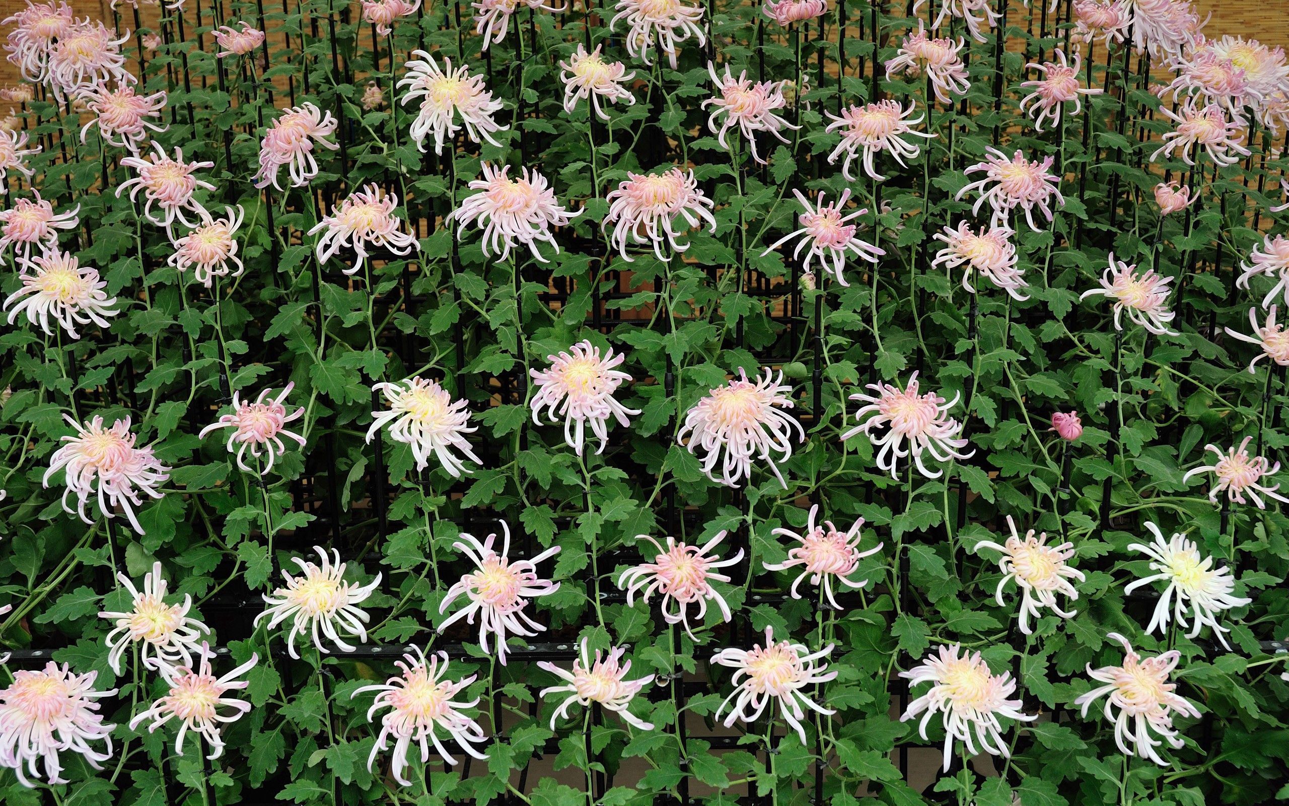 Free download wallpaper Plant, Summer, Bloom, Flowering, Nature, Flowers on your PC desktop